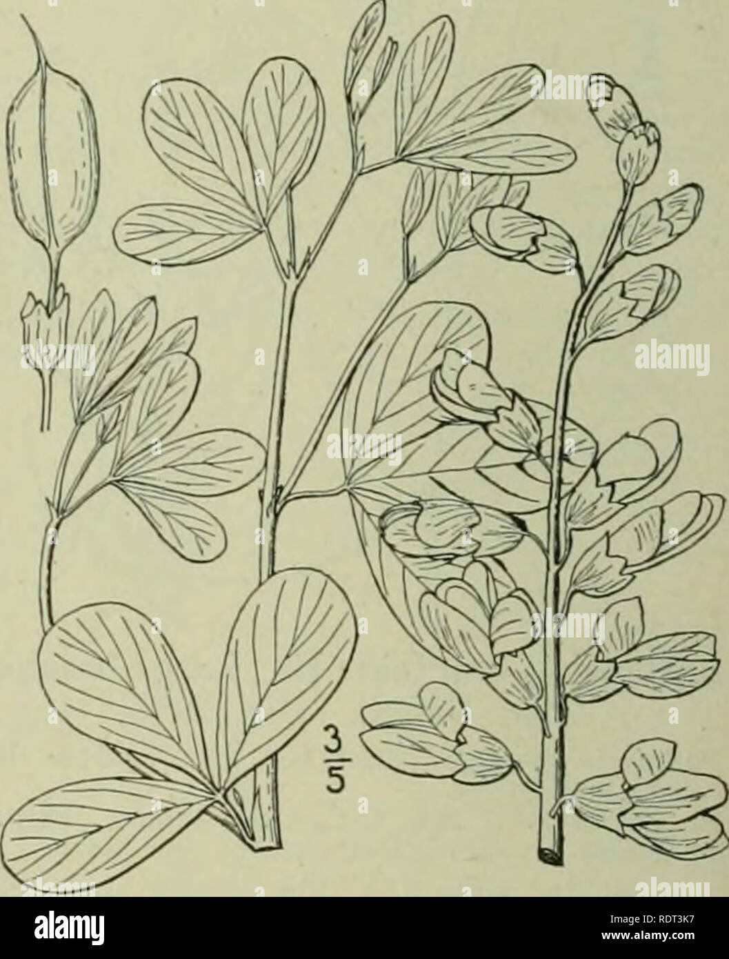 . An illustrated flora of the northern United States, Canada and the British possessions : from Newfoundland to the parallel of the southern boundary of Virginia and from the Atlantic Ocean westward to the 102nd meridian. Botany. 5. Baptisia alba (L.) R. Br. White Wild Indigo. Fig. 2457. Crotalaria alba L. Sp, PI. 716. 1753. Baptisia alba R. Br. in Ait. Hort. Kew. Ed. 2. 3: 6. 1811. Glabrous throughout, divergently branching, i°-3° high. Leaves petioled, 3-foliolate; petioles slender, 3&quot;-g&quot; long; leaflets oblong or oblanceolate, narrowed at the base, obtuse at the apex, I'-ii' long,  Stock Photo