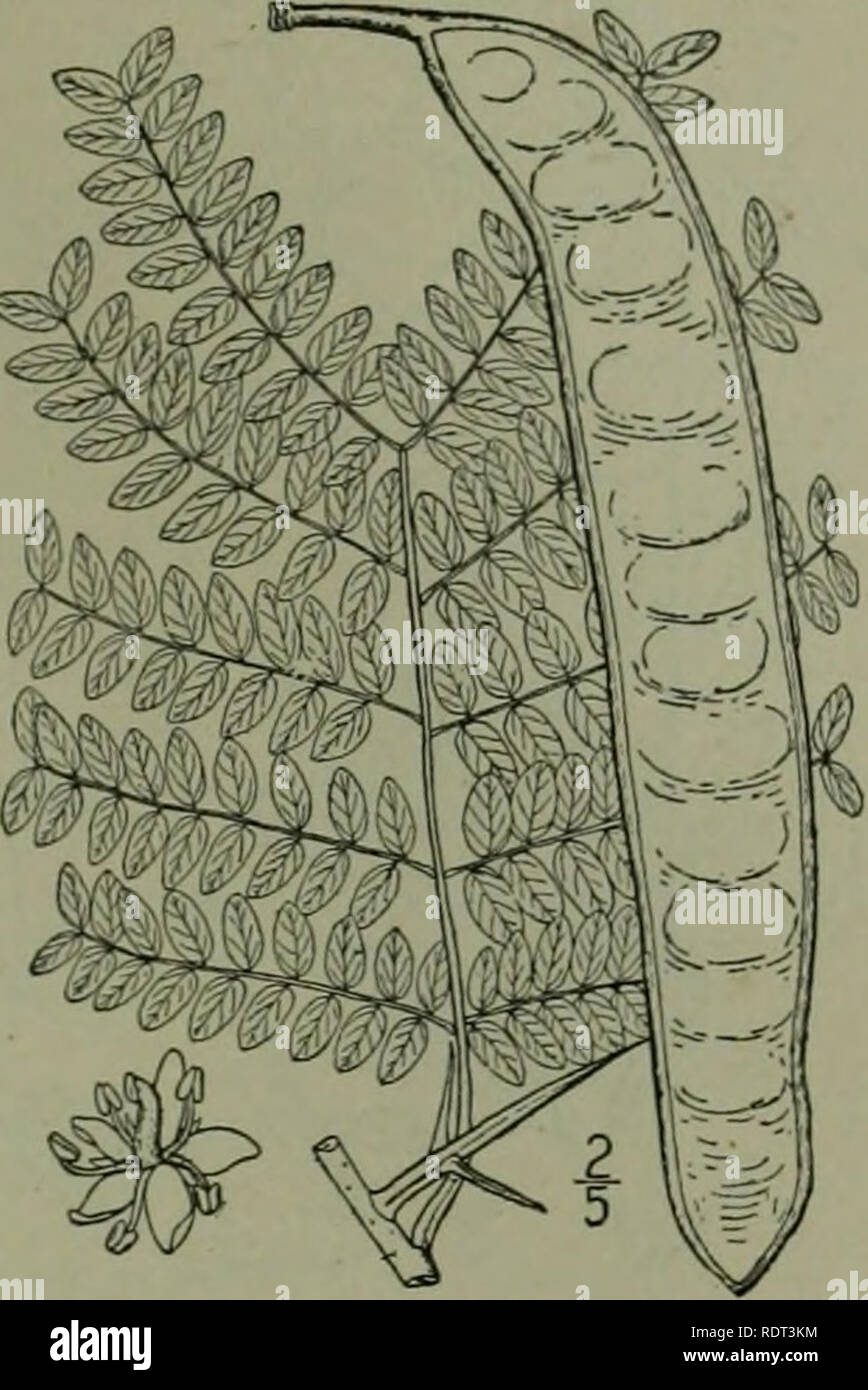 An illustrated flora of the northern United States, Canada and the British  possessions : from Newfoundland to the parallel of the southern boundary of  Virginia and from the Atlantic Ocean westward