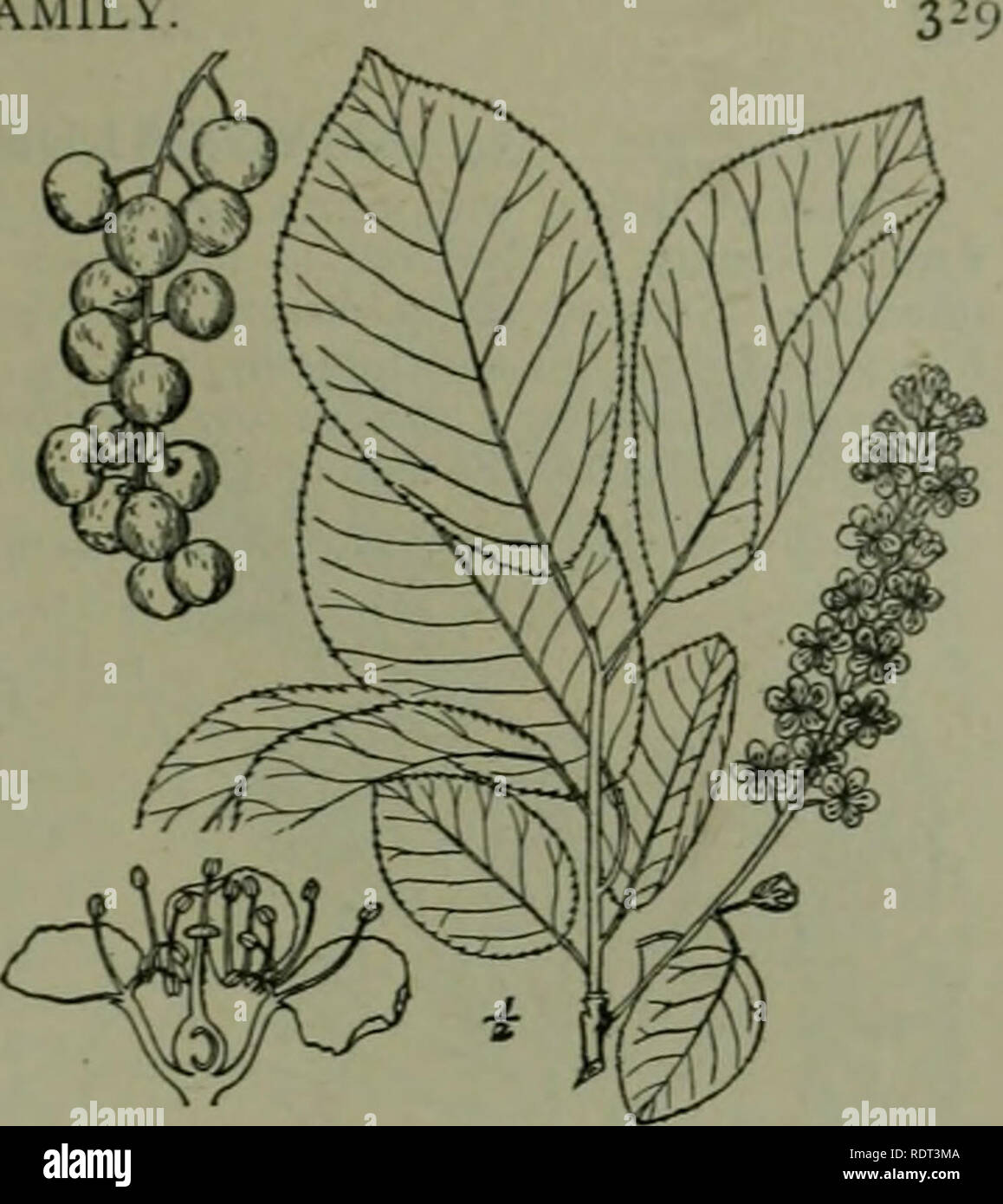 . An illustrated flora of the northern United States, Canada and the British possessions : from Newfoundland to the parallel of the southern boundary of Virginia and from the Atlantic Ocean westward to the 102nd meridian. Botany. 2. Padus melanocarpa (A. Nelson) Shafer. Rock}' Mountain Wild Cherrj'. Fig. 2426. Cerasus demissa melanocarf&gt;a A. Nelson, Bot. Gaz. 34: 25. 1902. P. melanocarpa Shafer ; Britton &amp; Shafer, N. A. Trees 504. 1908. . shrub or small tree, with greatest height of about 30Â° and trunk diameter of iiÂ°, but usu- ally much smaller. Leaves glabrous, similar to those of  Stock Photo