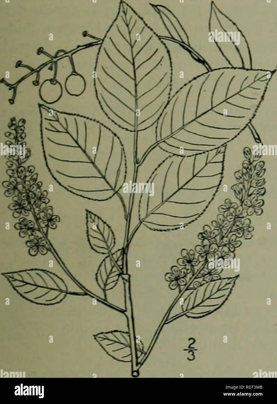 . An illustrated flora of the northern United States, Canada and the British possessions : from Newfoundland to the parallel of the southern boundary of Virginia and from the Atlantic Ocean westward to the 102nd meridian. Botany. PEACH FAMILY I. Padus nana (Du Roi) Roemer. Choke Cherry. Fig. 2425. Prunus nana Du Roi, Harbk. Baumz. 1': 194. /. â {. 1772. Padus nana Roem. Arch, i&quot;: 38. 1797. . shrub. 2Â°-ioÂ° high, rarely a small tree, with gray bark. Leaves thin, obovate to ovate or oval, abruptly acute or acuminate at the apex, rounded at the base, glabrous or some- what pubescent on the Stock Photo
