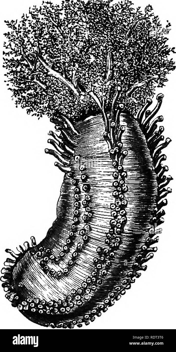 . An introduction to the study of zoology. Zoology. Fi^.41.âHolothuri an (Sea-encumber),CucM- â maria Planci, with its tentacles expanded; twice natural size. Pig. 42.âA Crinold; tlio pentacrinoid larva of the Rosy Feather-star, Comatula rosacea, the body. The rudiments of the adult form are developed within it while it is still free : afterwards it. Please note that these images are extracted from scanned page images that may have been digitally enhanced for readability - coloration and appearance of these illustrations may not perfectly resemble the original work.. Lindsay, B. London, S. Son Stock Photo