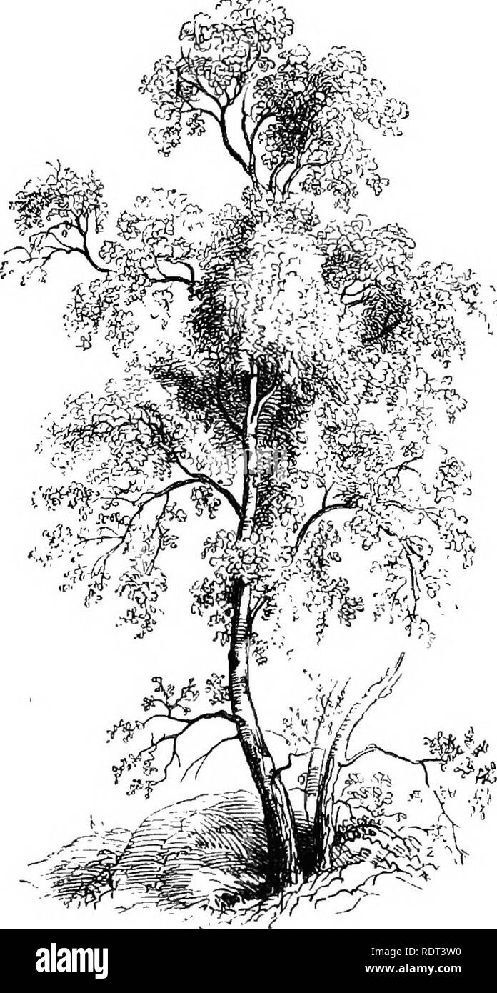 . Handbook of hardy trees, shrubs, and herbaceous plants ... Based on the French work of Messrs. Decaisne and Naudin ...entitled 'Manuel de l'amateur des jardins,' and including the original woodcuts by Riocreux and Leblanc. Plants, Ornamental. 414 Betulacece—Betula. Order CVIII.—BETULACE^ Deciduous trees or shrubs with simple alternate stipulate leaves and moncecious flowers in catkins. Perianth none or bract-like. Flowers 2 or 3 together at the base of the bracts of the Ccitkin. Stamens 2 to 5, with forked filaments and divergent anther-cells, or simple with connate anther-cells. Ovary 2-cel Stock Photo