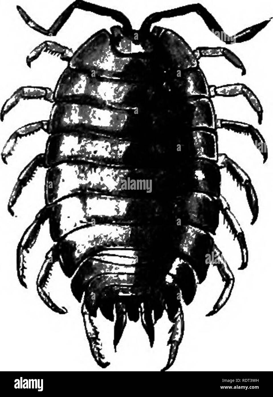 The animals and man; an elementary textbook of zoology and human physiology. Zoology; Physiology. IS4 THE ANIMALS AND MAN feathery feet project from the opened shell when the animal is undisturbed The animals and man; an elementary textbook of zoology and human physiology. Zoology; Physiology. IS4 THE ANIMALS AND MAN feathery feet project from the opened shell when the animal is undisturbed