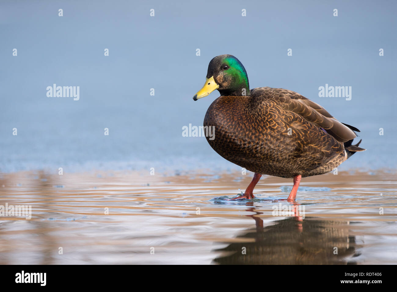 An American Black Duck x Mallard hybrid wades in the not-yet-frozen water at Humber Bay in Toronto, Ontario. Stock Photo