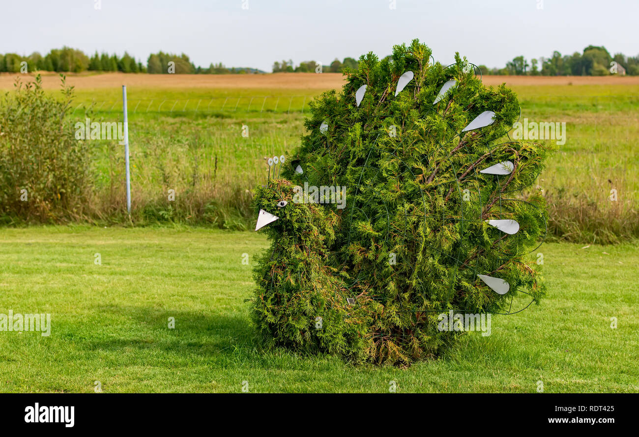 Anyksciai, Lithuania - September 8, 2018: Peacock shaped bush in a topiary garden. Green peacock figure made of arborvitae. Stock Photo