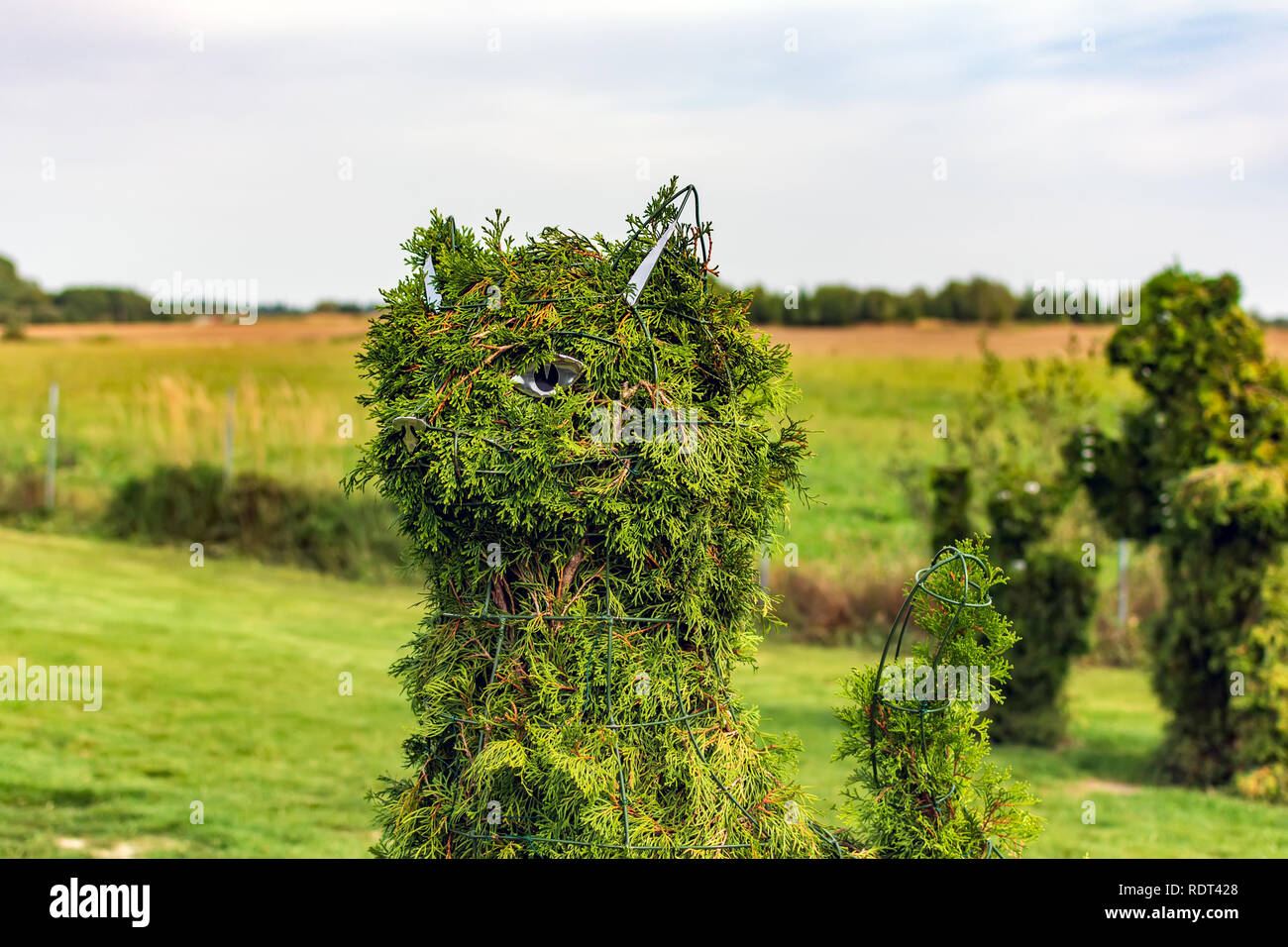 Anyksciai, Lithuania - September 8, 2018: Cat head shaped bush with Bear family in the background in a topiary garden. Green cat figure made of arborv Stock Photo