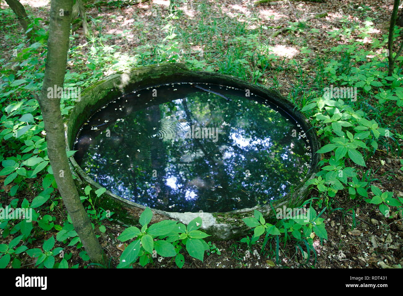 Ein alter Brunnen, eingegrabenes Fass mit Wasser gefüllt im Wald Stock Photo