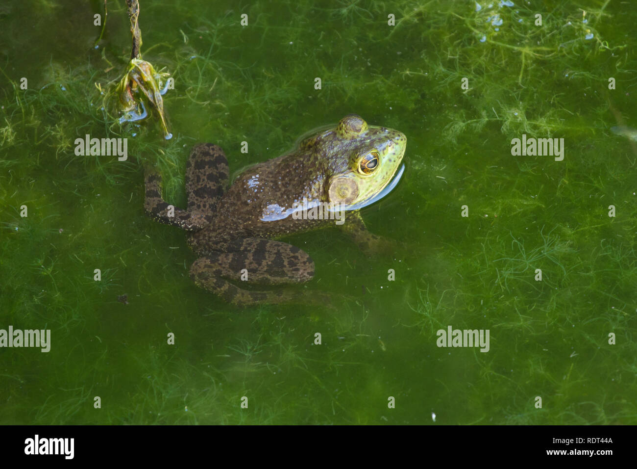 American Bullfrog (Lithobates catesbeianus or Rana catesbeiana) Stock Photo