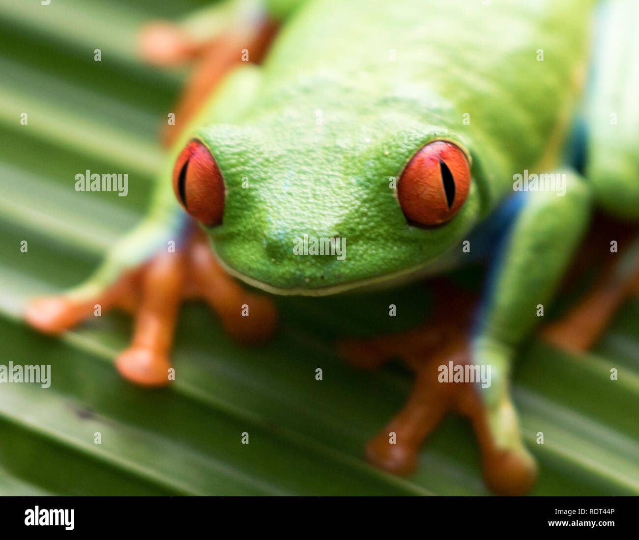 Red-eyed Treefrog (Agalychnis callidryas) Stock Photo