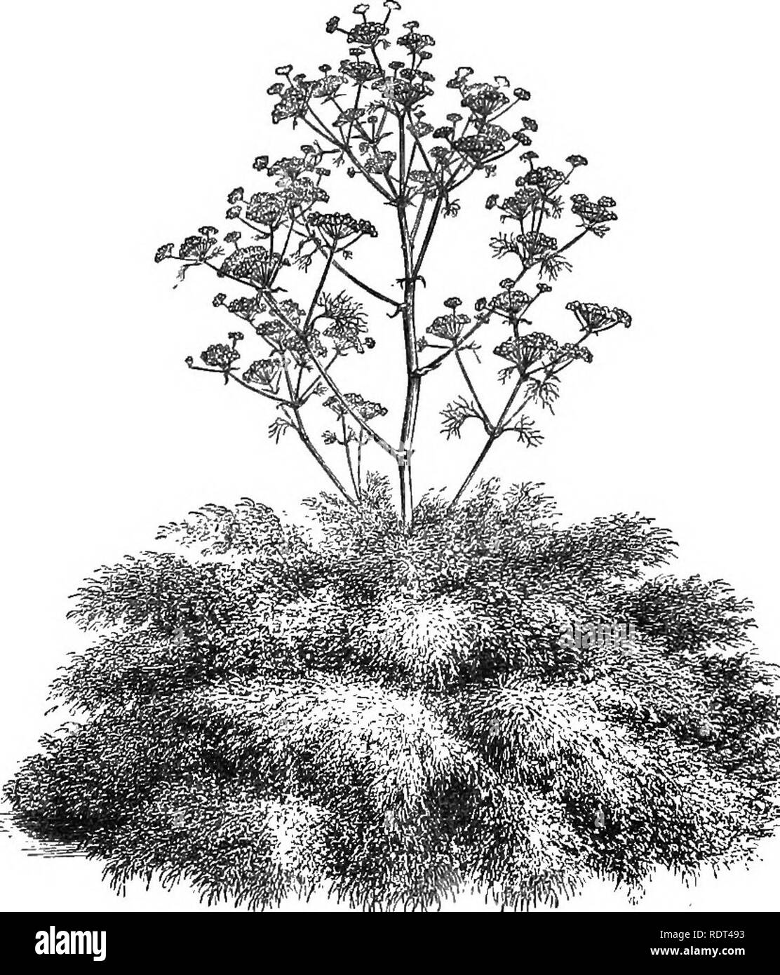 . Handbook of hardy trees, shrubs, and herbaceous plants ... Based on the French work of Messrs. Decaisne and Naudin ...entitled 'Manuel de l'amateur des jardins,' and including the original woodcuts by Riocreux and Leblanc. Plants, Ornamental. Umbelliferce—Astrantia. 211 lobes. Bracts and flowers pink or white. Central and Southern Europe, and occasionally as a garden outcast in this country. There are several varieties of this, some more highly coloured than others, and the best are worthy of a place in every garden. 4. TRACHYMENE {DvMsms). This is an Australasian genus of few species, with  Stock Photo