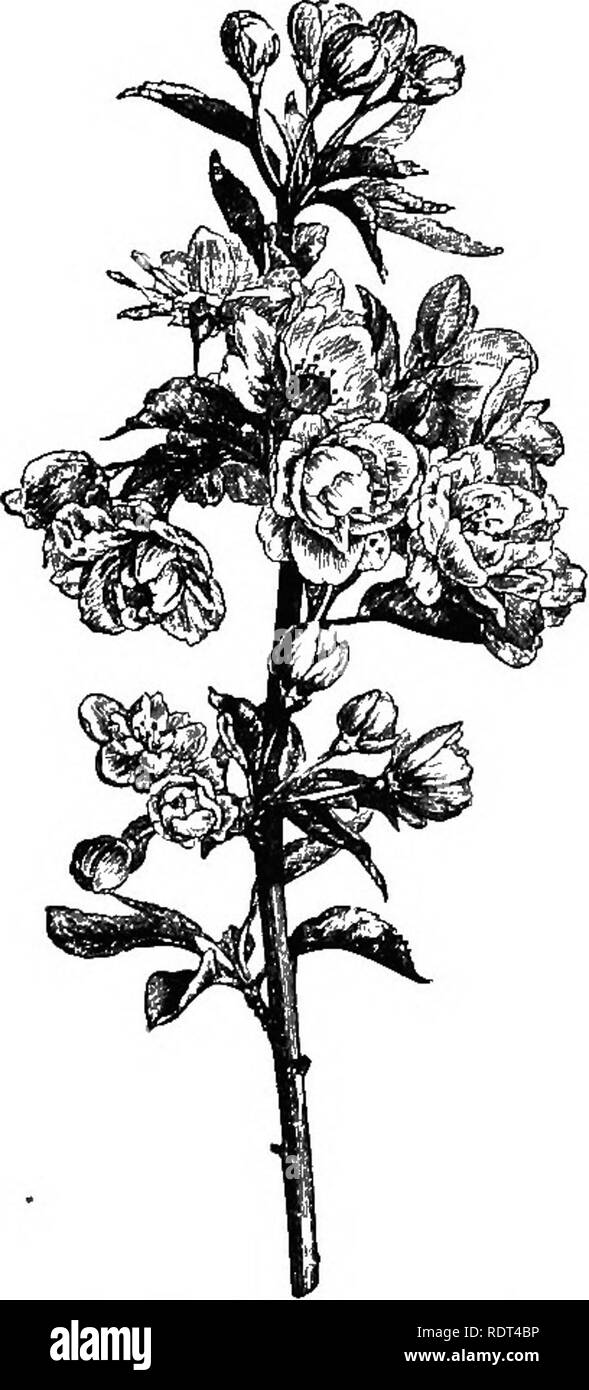 . Handbook of hardy trees, shrubs, and herbaceous plants ... Based on the French work of Messrs. Decaisne and Naudin ...entitled 'Manuel de l'amateur des jardins,' and including the original woodcuts by Riocreux and Leblanc. Plants, Ornamental. 1/2 Rosacece—Pyrus. cymes.. Fruit fleshy, 2- to 5-celled, cells 1- or 2-seeded, carti- laginous. Between thirty and forty species are known, all of temperate and cold regions of the northern hemisphere. It is the Latin name of the Pear Tree. The Apple, Pear, Medlar, Service and Quince are all referred to this genus by some botanists. Some of the species Stock Photo