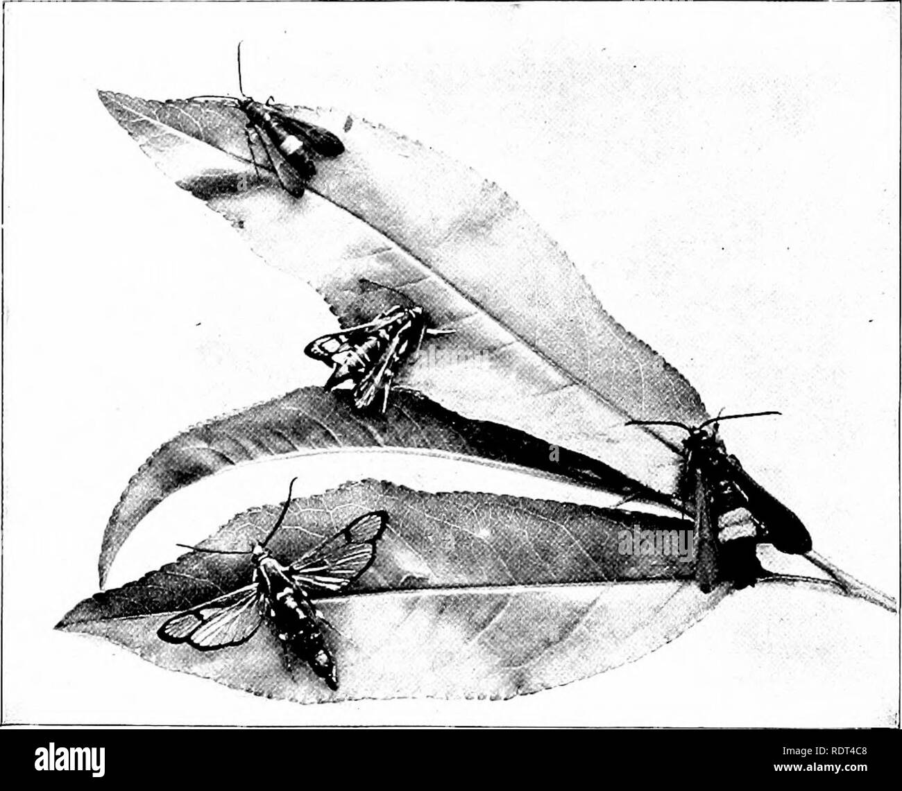 . First lessons in zoology. Zoology. 176 FIRST LHSSONS IN ZOOLOGY each lay one or a few eggs, which usually last through the winter, new &quot;stem mothers&quot; hatching from them the following spring. When the aphids get too crowded on a plant or tree some winged individuals are produced. Fig. 133.—Moths of the peach-tree borer, Sn}ini}wi(/cn cxit/osa, natural size; the iipperone and the one at the right are females. (I'hotograph b}' jI. . Slingerland.) which can fly to another food-plant and establish a new colony. It will almost certainl)' be noted during the course of observing that the Stock Photo