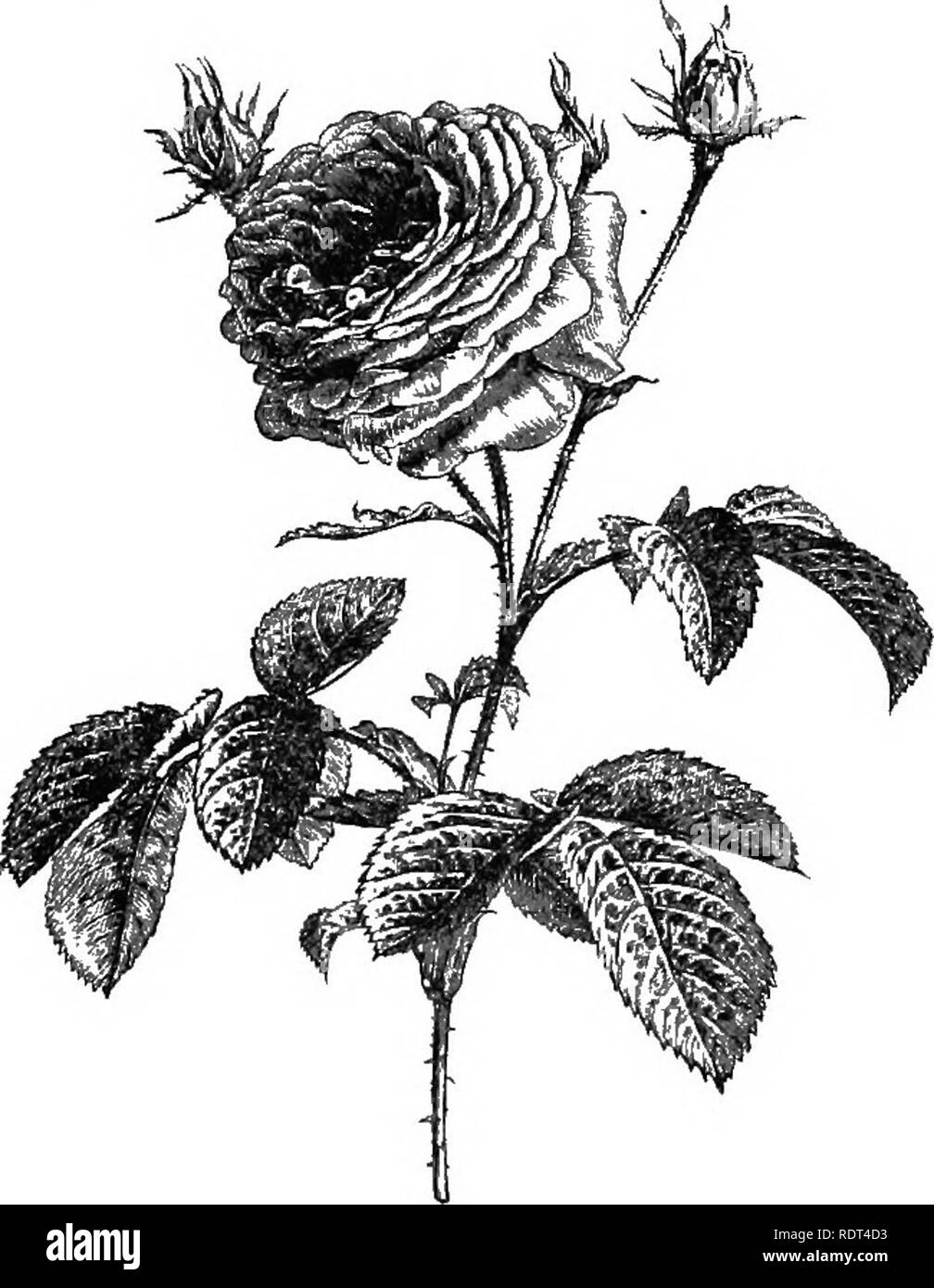 amateur point of view