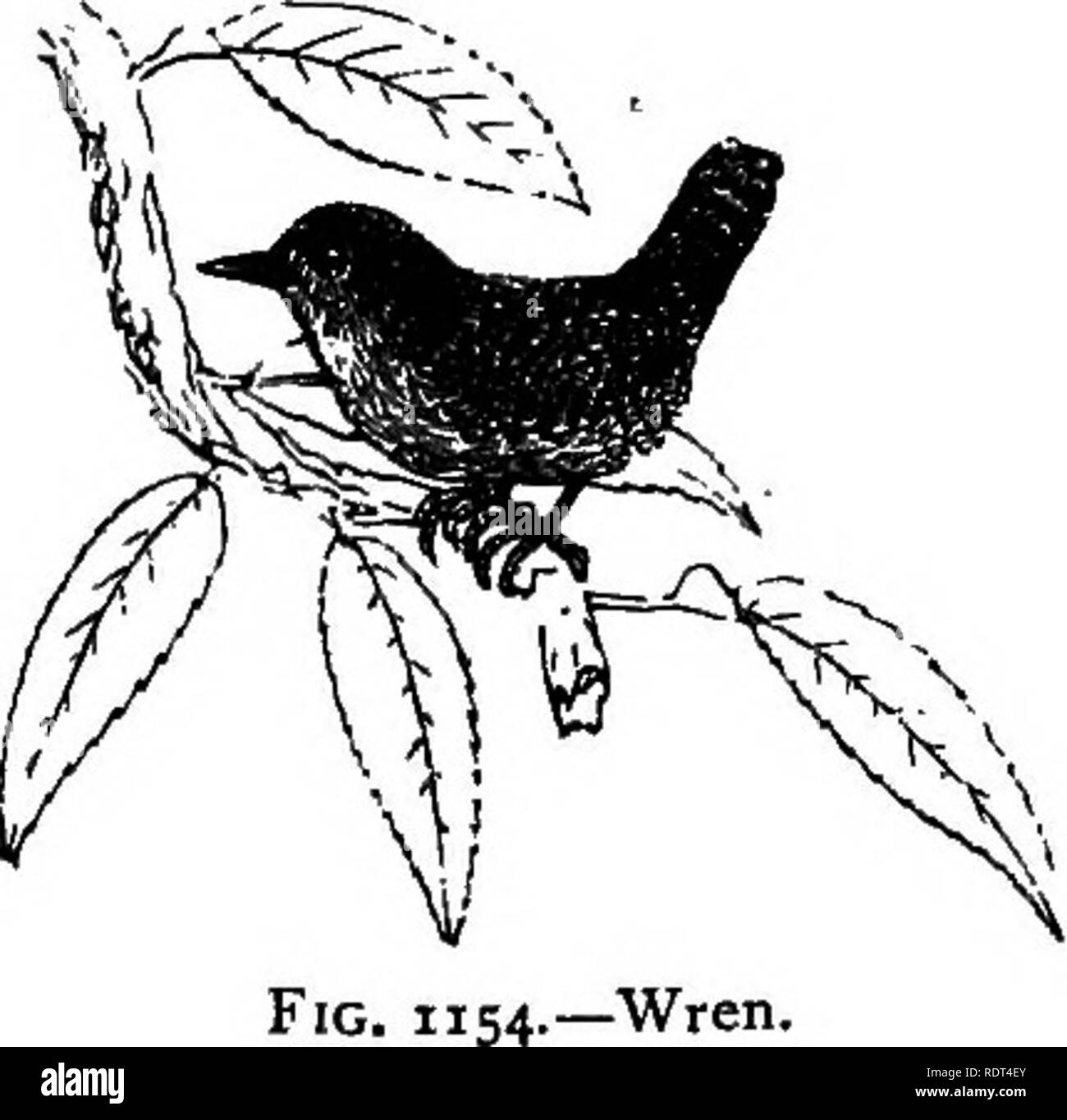 . My garden, its plan and culture together with a general description of its geology, botany, and natural history. Gardening. S38 MY GARDEN. like the Tree Creeper, but downwards, head first, as in fig. 1153. A friend of my son, Mr. W. H. Power, has noticed this bird carry off acorns from an evergreen oak, but what it did with them he was never able to discover. The Wren {Troglodytes vulgaris, fig. 1154) is one of our constant residents, and endears itself to us by its song, and by its pretty little ways. It delights to build in our summer-houses, and when we take refreshment there, it is most  Stock Photo