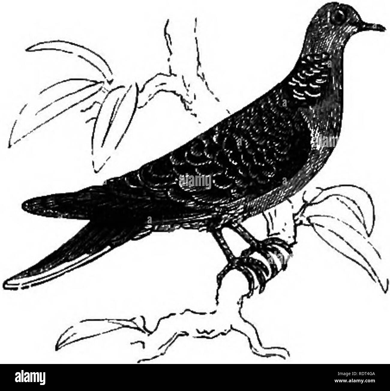 . My garden, its plan and culture together with a general description of its geology, botany, and natural history. Gardening. Fig. H42.-Peewit. F«^- &quot;43.-Partridge. autumn migration. Gulls have not often been observed, and when seen have generally been flying very high. The gull has once been noticed by the gardener swimming in the mill-pond. The Peewit {Vanellus cristatus, fig. 1142) visits the Sewage grounds; and my gardener states that he has seen the Golden Plover {Cliaradrius pluvialis) in winter in Beddington Park. A stray Partridge {Perdix cinerea, fig. 1143) and Pheasant visit us  Stock Photo