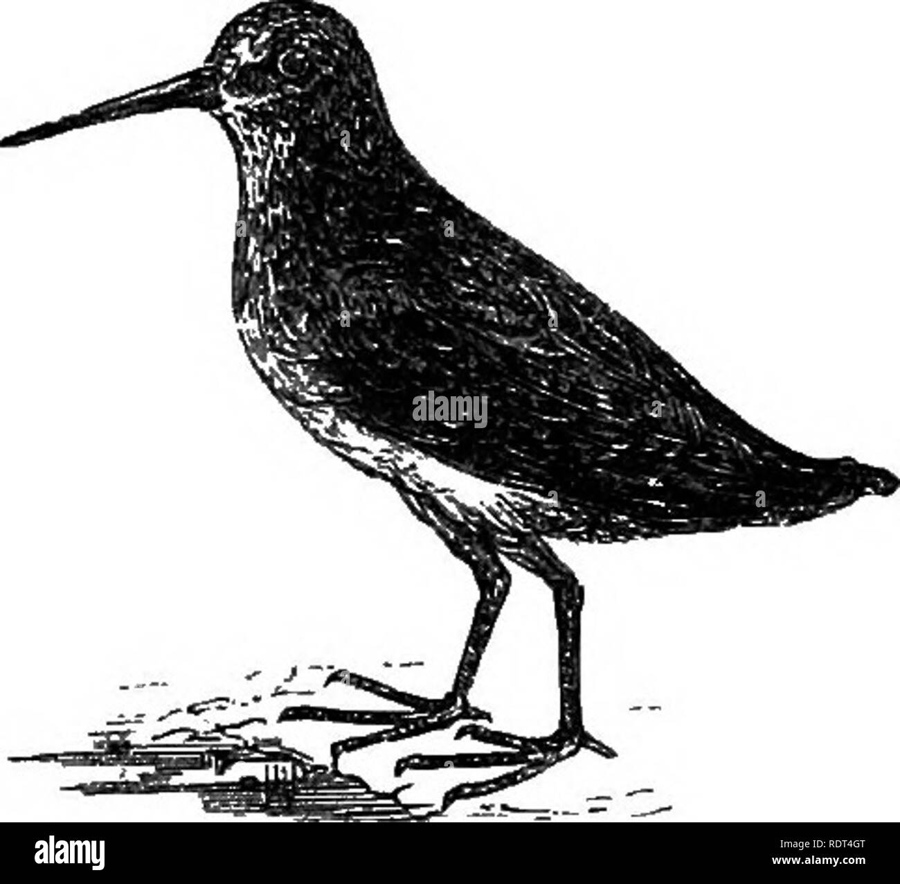 . My garden, its plan and culture together with a general description of its geology, botany, and natural history. Gardening. Fir,. 1138.-Woodcock, Jth nat. size. Fig. 1139.—Common Snipe, {th nal. size. seen a nest at Chigwell in Essex : probably our herons come from Claremont. I have also heard of a heronry in Windsor Park. These birds visit Beddington Park and the upper part of my water. A bird supposed to be a Crane {Grus cinered) appeared in the Park every evening for fifteen or sixteen days, in February 1871, but it was never absolutely authenticated.. Fig. 1140.—Jack Snipe.. Please note  Stock Photo