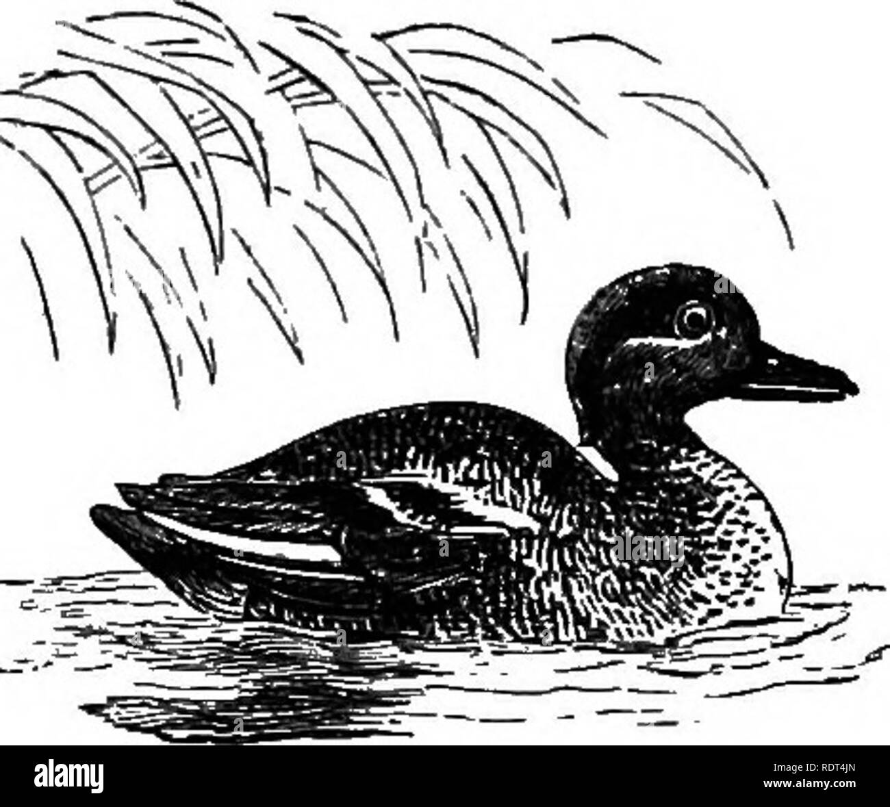. My garden, its plan and culture together with a general description of its geology, botany, and natural history. Gardening. Fic. 1126.—^Teal. Fig. 1125.—Wild Duck. when they put their heads under water they can find and success- fully extract every ovum from the spawn-bed. For this reason, wherever trout are of importance ducks should be prevented from visiting the water. It is the female bird whose noisy call apparently attracts and decoys the wild bird. The note of the drake is less distinct—being. Please note that these images are extracted from scanned page images that may have been digi Stock Photo