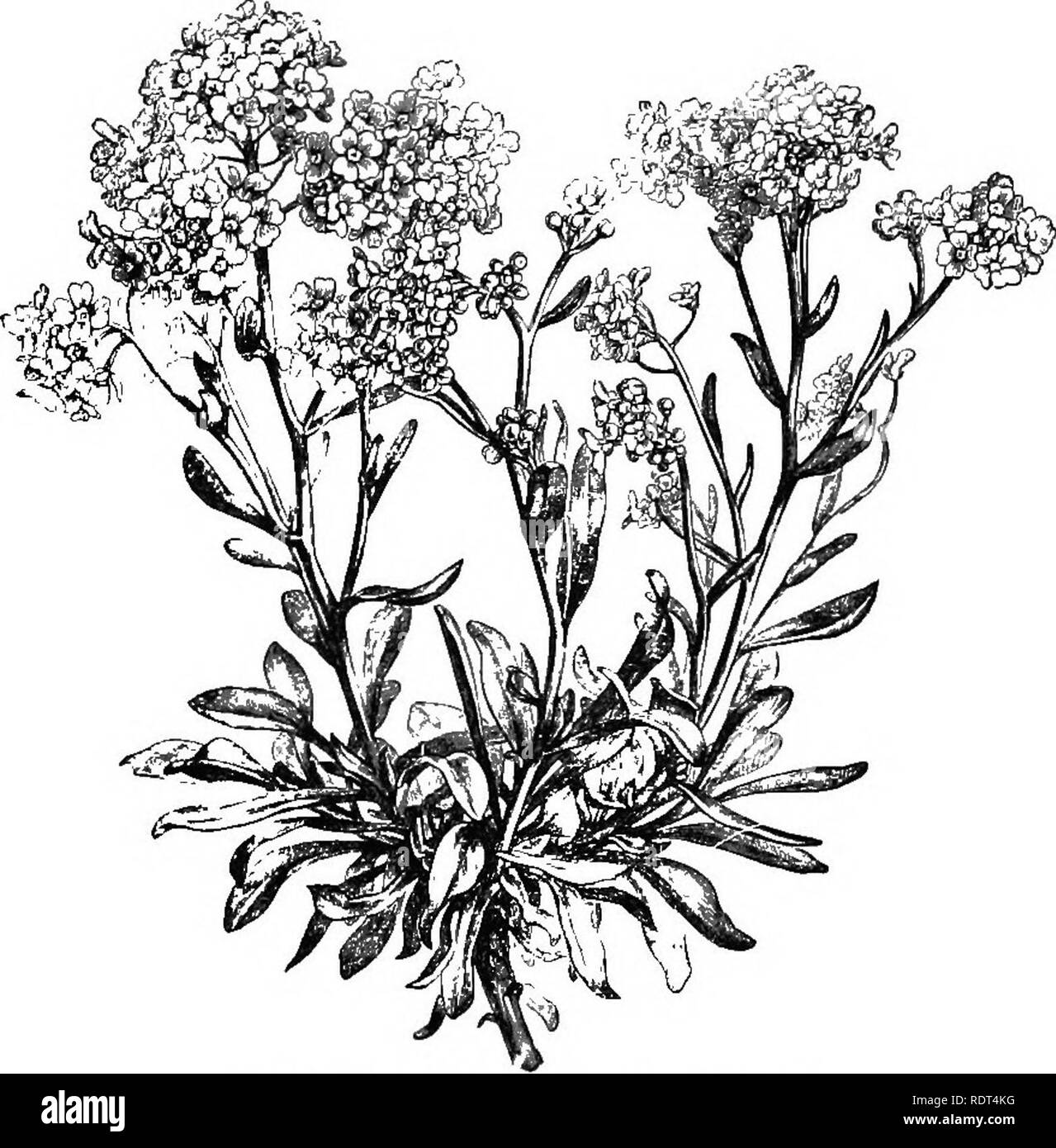 Tufted herbaceous perennials hi-res stock photography and images - Alamy