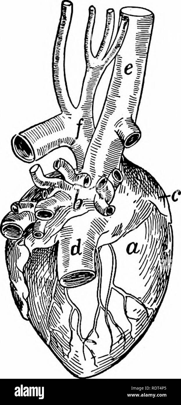 . First lessons in zoology. Zoology. Fig. 62. Fig. 63. Fig. 62.—Diagram of the circulation of the blood in a mammal; a, auricles; /, lung; Iv, liver; p, portal vein bringing blood from the intestine; 7', ventricles; the arrows show the direction of the current; the shaded vessels carry venous blood, the others arterial blood. (From Kingsley.) Fig. 63.—Heart of cat, dorsal view; a, right ventricle; b^ left auricle; t&quot;, right auricle; d, vena cava inferior; e^ vena cava superior; /&quot;, aorta. (After Reighard and Jennings.) medium, but by means of the circulation this liquid has a prepare Stock Photo