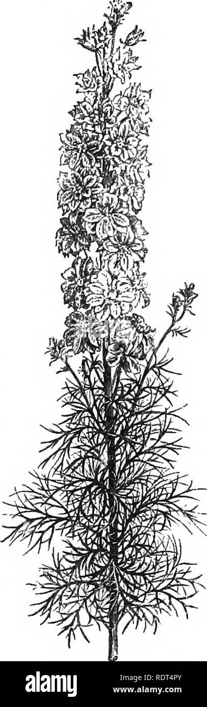. Handbook of hardy trees, shrubs, and herbaceous plants ... Based on the French work of Messrs. Decaisne and Naudin ...entitled 'Manuel de l'amateur des jardins,' and including the original woodcuts by Riocreux and Leblanc. Plants, Ornamental. Raiiiinculaari'—Aqidlegia. 17 than in most species, and the spurs short and straight. North America. 6. A. Sknneri.—A dwarf-growing species, similar to the last in the colouring of its flowers, but the spurs are very long in proportion, and the sepals green as well as the upper part of the petals. A native of Guatemala, flowering in Spring. 7. A. drcti Stock Photo