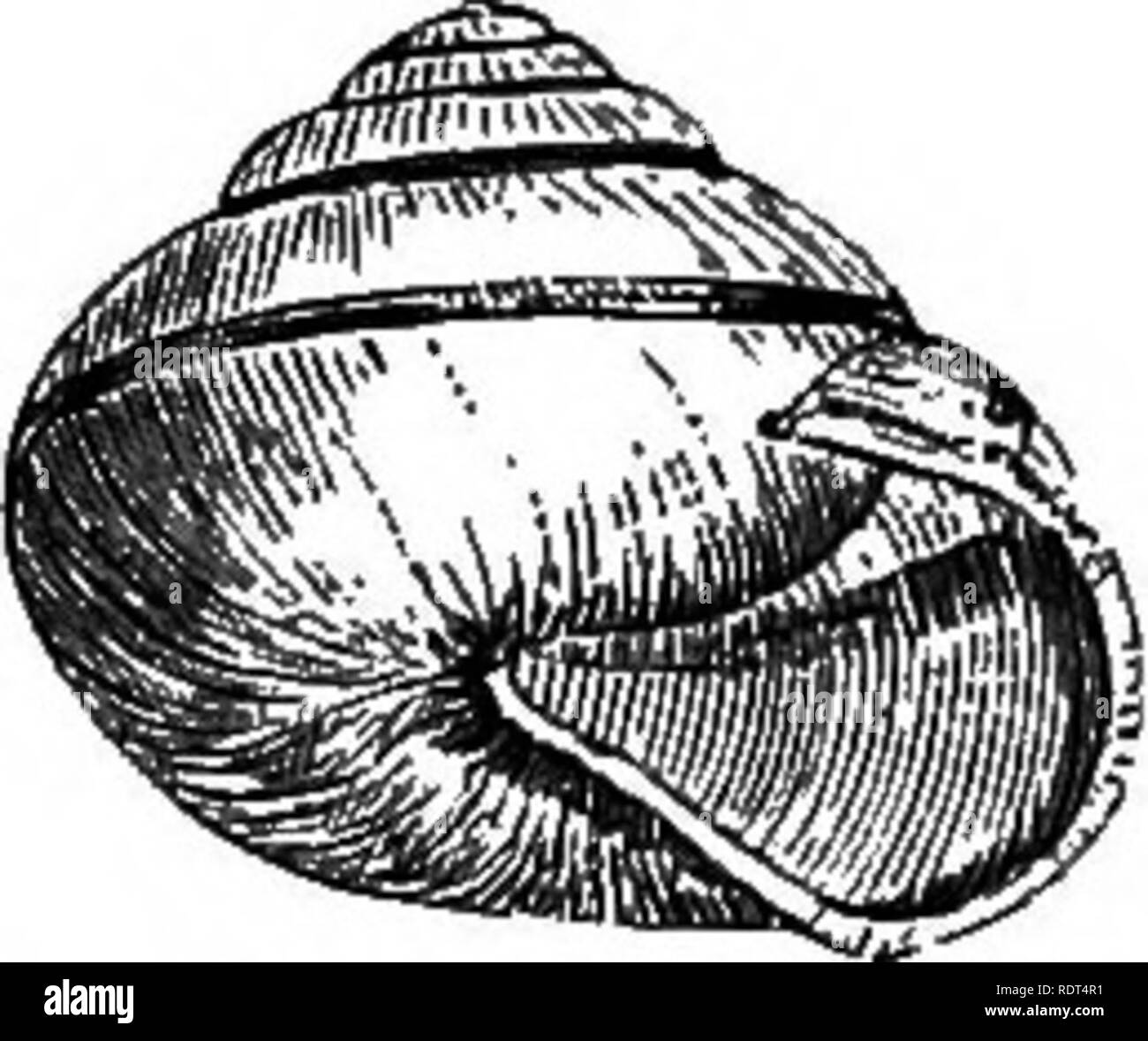 . My garden, its plan and culture together with a general description of its geology, botany, and natural history. Gardening. Fig. 1087.—Helix Pomatia.. Fig. 108S.—Girdled Shell. Fig. 1089.—Zonites crystallinus. Fig. 1090.—Succinea putris. Fig. logr.—Limnaeus Pereger. there were several species, but Dr. Gray, the great authority, assured me they were all the same: one naturalist has given seventy-seven names to varieties of this species alone. Of other Helicina, we have Zonites lucidus, a small species, and Zonites crystallinus (fig. 1089), which lives amongst moss and leaves. We have also Hel Stock Photo