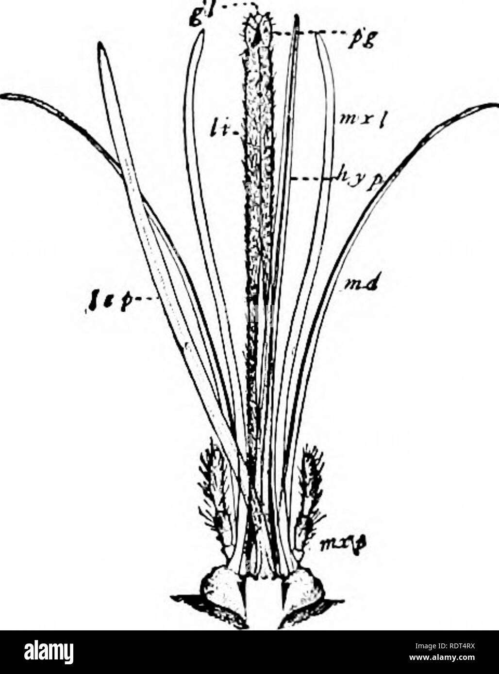 . First lessons in zoology. Zoology. 50. Fig. 51. Yir,. 50. — llcail and mouth parts of honey-bee; note the sliort trowel-like niandililes tor niouhlinL,' wax when building comb, and the extended [irolioscis for sucking flower nectar. (Much enlarged; from specimen.) I'lc. 51.—Piercing and sucking beiik of the mosquito (female) dissected to sIhjw its parts. (Much enlarged; from specimen.) food. Among mammals the same large e.xtent of variety in the mouth structure exists as among insects and birds. Compare the teeth and other mouth parts of a rat, beaver, cat, pig, horse, sheep, and man, noting Stock Photo