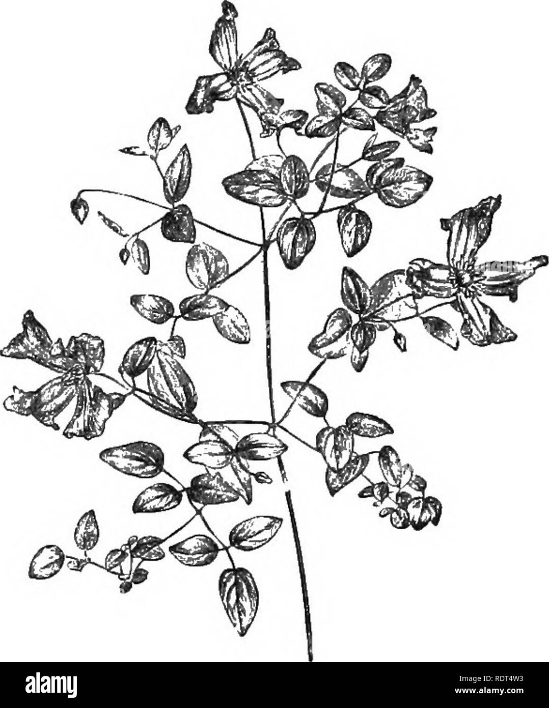 . Handbook of hardy trees, shrubs, and herbaceous plants ... Based on the French work of Messrs. Decaisne and Naudin ...entitled 'Manuel de l'amateur des jardins,' and including the original woodcuts by Riocreux and Leblanc. Plants, Ornamental. Fig. 1. Clematis Viorna. (i nat. size.) Fig. 2. Clematis Viticella. (J nat. size.) 3- to 5-foliolate; leaflets narrow, 3-lobed. Flowers solitary, yellow, of medium size. Perfectly hardy. 7. G. Viticella (fig. 2).—One of the best old sorts, and, crossed with G. lanuginosa,, one of the parents of most of the gorgeous varieties raised by Mr. Jackman and ot Stock Photo