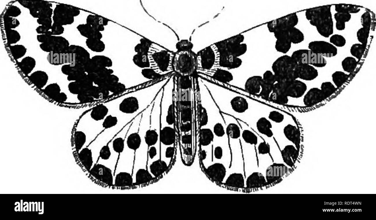 . My garden, its plan and culture together with a general description of its geology, botany, and natural history. Gardening. Fig. 1070.—Caterpillar of Biown-tail Moth. Fig. 1071.—Magpie Moth. A very common insect in gardens is the large Magpie Moth {Abraxas grossulariata, fig. 1071). Sometimes the caterpillars utterly destroy all the leaves of the currant and gooseberry trees. The caterpillar forms curious loops, and has black spots down the back. In my garden it has fortunately never been at all numerous, but I have been informed that it may be destroyed by the powder of hellebore. The figur Stock Photo