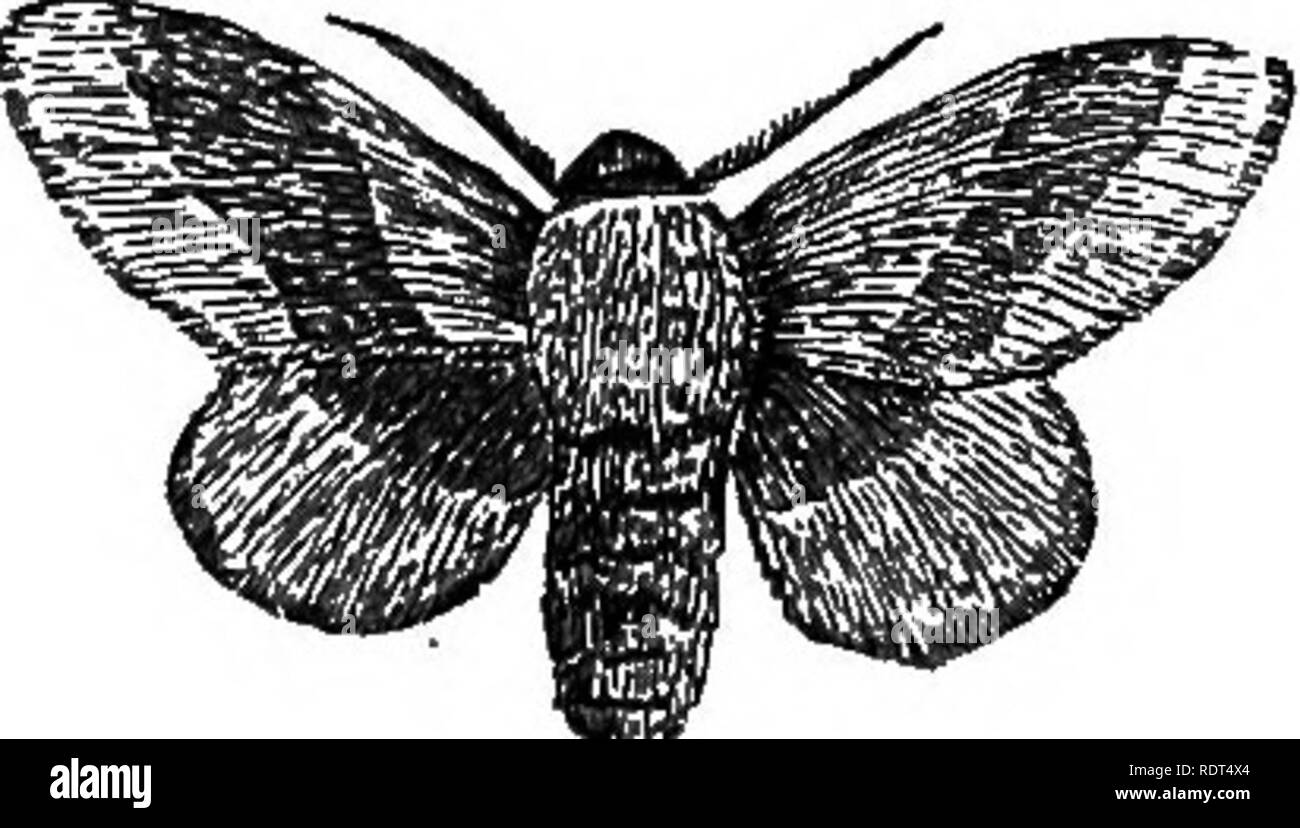 . My garden, its plan and culture together with a general description of its geology, botany, and natural history. Gardening. 484 MY GARDEA. The caterpillar of the Wood Leopard Moth {Zeuzera cBsculi, fig. 1067) commits ravages similar to those of the goat moth, by boring into the trees. An important caterpillar to the gardener is that of the Lackey Moth [Bombyx neustrid). Some years it is common, though in others it is hardly seen. The moth (fig. io63) lays its eggs (fig. 1069, No. i), disposed in the form of a bracelet, round the branches of trees. The caterpillars (fig. 1069, No. 2) live in  Stock Photo