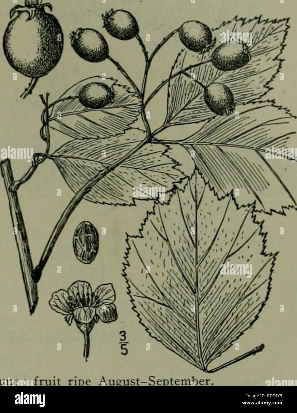 . An illustrated flora of the northern United States, Canada and the British possessions : from Newfoundland to the parallel of the southern boundary of Virginia and from the Atlantic Ocean westward to the 102nd meridian. Botany. APPLE FAMILY. 72. Crataegus Douglasii Lindl. Douglas' Thorn. Fig. 2406. Crataegus punctata Jacq. var. ? brevispina Dougl.; Hook. FI. Bor. Am. i: 201. 1832. C. Douglasii Lindl. Bot. Reg. pi. 1810. :835- C. brevispina Dougl.; Steud. Nom. Bot. Ed. 2: 431. 1841. A tree or shrub, sometimes 40° high; bark dark brown and scaly. Spines J'-i' long; twigs reddish; leaves ovate  Stock Photo