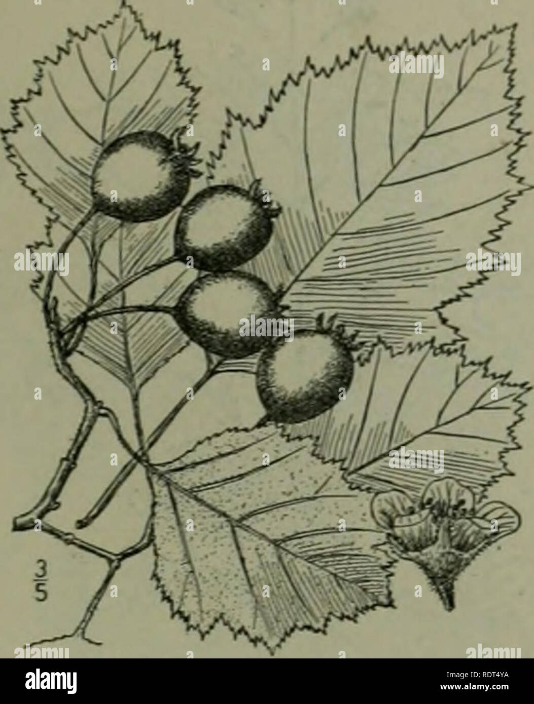 . An illustrated flora of the northern United States, Canada and the British possessions : from Newfoundland to the parallel of the southern boundary of Virginia and from the Atlantic Ocean westward to the 102nd meridian. Botany. APPLE FAMILY.. 66. Crataegus submollis Sargent. Emerson's Thorn. Fig. 2400. C. lomenlosa Emerson, Trees &amp; Shrubs Mass. 430. 1846. Not L. C. submollis Sarg. Bot. Gaz. 31: 7. 1901. A tree, sometimes 25° high, with spreading branches forming a broad symmetrical crown, the spines numerous, 1-3'long. Leaves ovate, i}'-4J' long, il'-sV wide, acute at the apex, broadly c Stock Photo