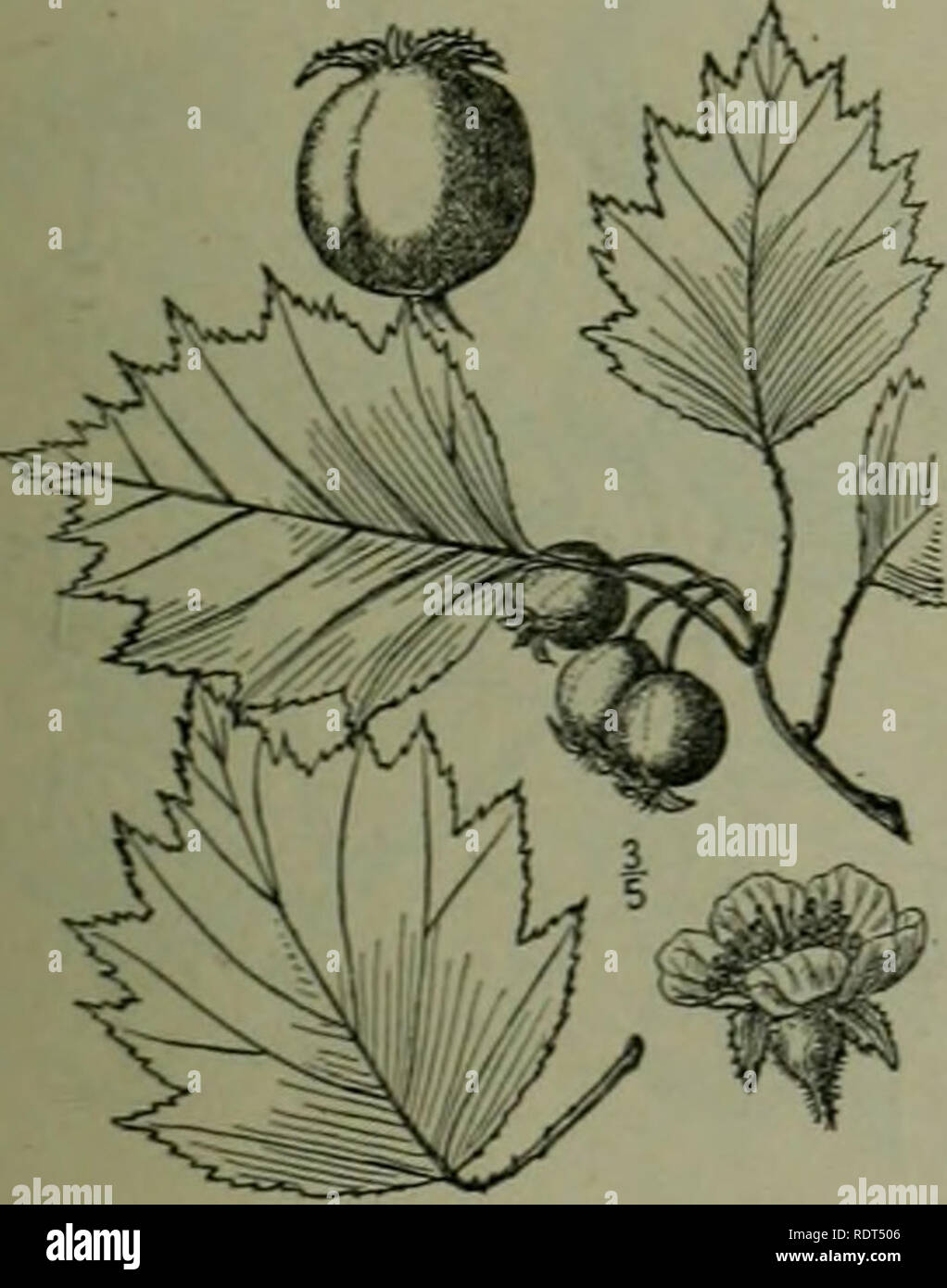. An illustrated flora of the northern United States, Canada and the British possessions : from Newfoundland to the parallel of the southern boundary of Virginia and from the Atlantic Ocean westward to the 102nd meridian. Botany. 43. Crataegus Grayana Eggl. Asa Gray's Thorn. Fig. 2377. Crataegus Grayana Eggl. Rhodora 10: 80. May 1908. A large shrub, sometimes 20° high, with ascending branches, the thorns 1-2*' long. Leaves ovate, 1-31' long, }'-3' wide, acuminate at the apex, broadly cuneate to truncate at the base, slightly pubescent above, becom- ing glabrate, serrate or doubly serrate with  Stock Photo