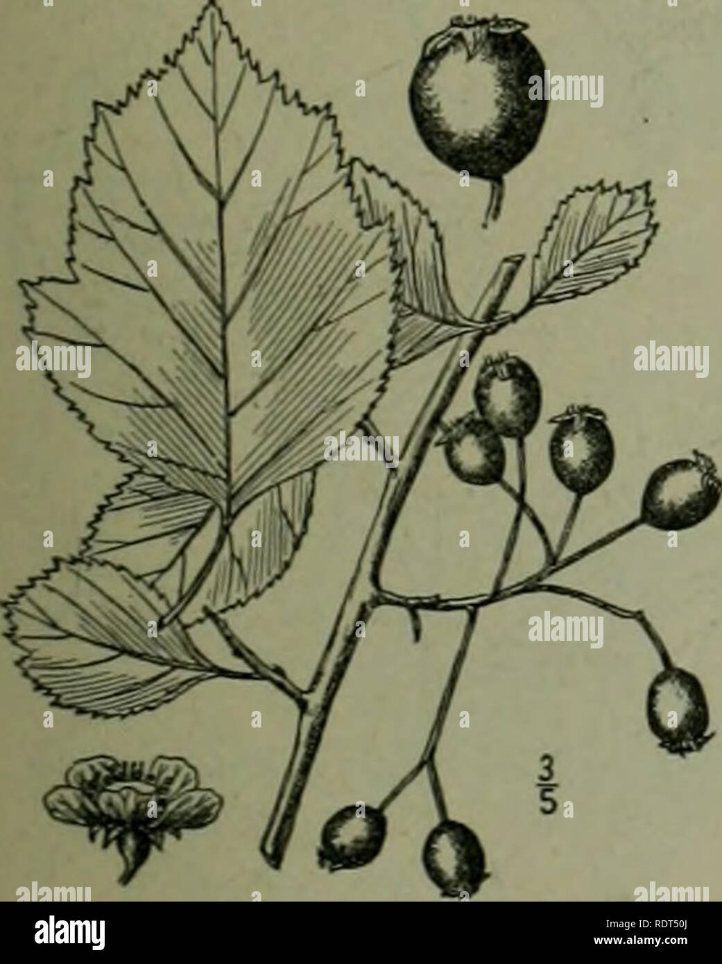 . An illustrated flora of the northern United States, Canada and the British possessions : from Newfoundland to the parallel of the southern boundary of Virginia and from the Atlantic Ocean westward to the 102nd meridian. Botany. 31. Crataegus nitida (Engelm.) Sargent. Shin- ing Thorn. Fig . 2365. Crataegus viridis nitida Engelm.; Britton &amp; Brown, III. FI. 2:242. 1897. Crataegus nitida Sarg. Bot. Gaz. 31: 231. 1901. A tree, sometimes 30° high, with ascending and spreading branches forming a broad irregular crown. Spines occasional, 1-2' long; leaves oblong-ovate to oval, li'-3' long, i'-2l Stock Photo
