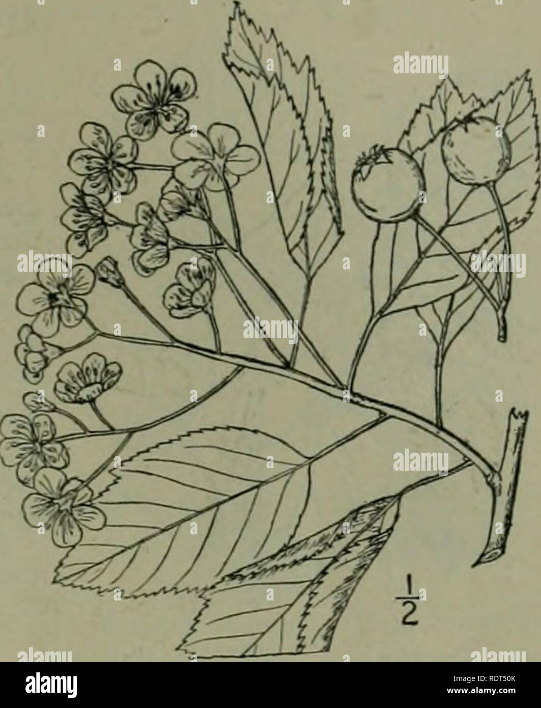 . An illustrated flora of the northern United States, Canada and the British possessions : from Newfoundland to the parallel of the southern boundary of Virginia and from the Atlantic Ocean westward to the 102nd meridian. Botany. APPLE FAMILY. 307 30. Crataegus viridis L. Southern Thorn. Fig. 2364. Crataegus ziridis L. Sp. PI. 4/6. 175J. C. arborcscens Ell. Bot. S. C. &amp; Ga. i : 550. i8.m. . tree, often 35° high, with ascending branches and a broad crown, the baric gray or hght orange. Spines rather uncommon, i'-2' long; leaves oblong-ovate, acute, acuminate or even obtuse at the ape.x, se Stock Photo