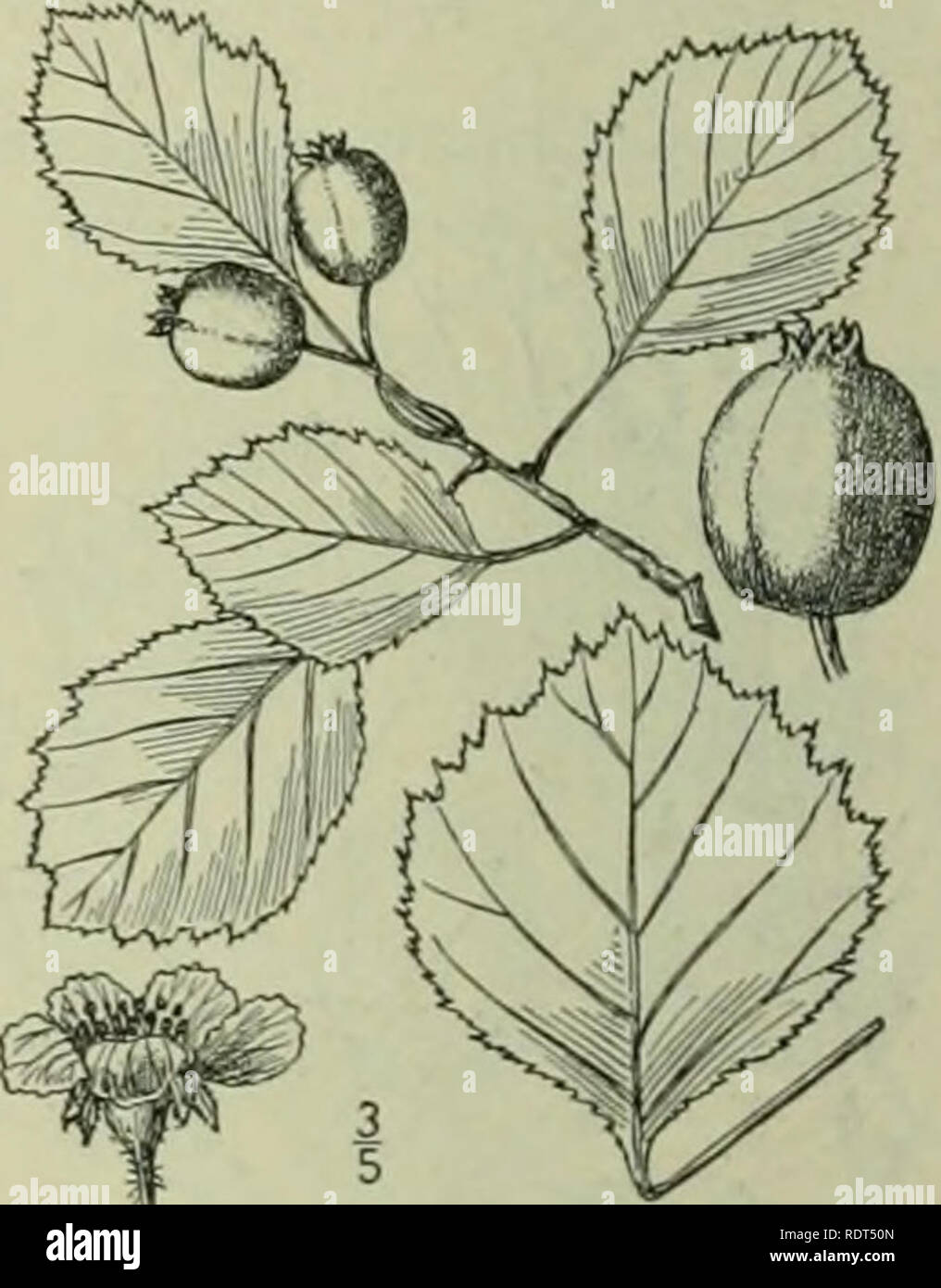 . An illustrated flora of the northern United States, Canada and the British possessions : from Newfoundland to the parallel of the southern boundary of Virginia and from the Atlantic Ocean westward to the 102nd meridian. Botany. Mespilus rotundifolia Ehrh. Beitr. 3: 30. 17S8. Crataegus rotundifolia Borckh. in Roem. Arch, i': 87. 1798. Not Lam. Ency. 1: 84. 1783. Crataegus chrysocarpa Ashe, Bull. N. Car. Agri. Coll. 175: no. 1900. C. sheridana A. Nelson, Hot. Gaz. 34: 370. 1902. C. Doddsii Ramaley, Hot. Gaz. 46: 5 : 381. 1908. . beautiful round-topped shrub, or a tree occa- sionally 25° high, Stock Photo