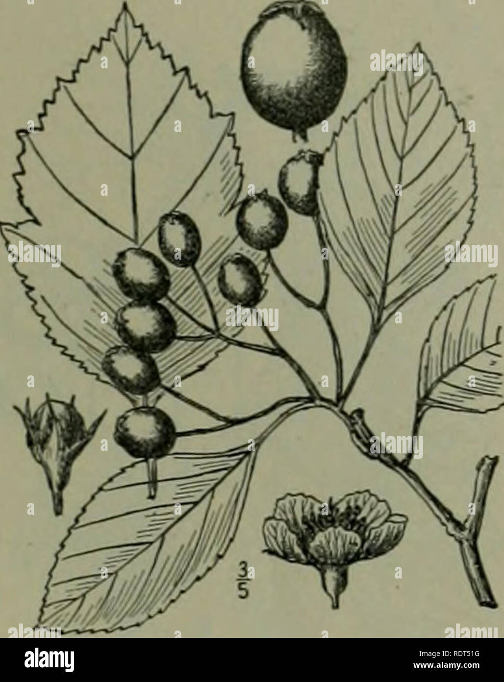 . An illustrated flora of the northern United States, Canada and the British possessions : from Newfoundland to the parallel of the southern boundary of Virginia and from the Atlantic Ocean westward to the 102nd meridian. Botany. APPLE FAMILY. 6. Crataegus Canbyi Sargent. Canby's Thorn. Fig. 2340. 'rCrataegus elliftica .it. Hort. Kew. 2: 168. 1789. Mestilus elliptica Hayne, Dendr. FI. 78. 1822. (Guimpel. Otto and Hayne Abbild. Deutsch. Holz. pi. 144. 1819- 1830.) Crataegus Canbyi Sarg. Bot. Gaz. 31: 3. 1901. C. Pennypackeri Sarg. Bot. Gaz. 35: 100. 1903. A sitiall tree, 20° high, with somewha Stock Photo