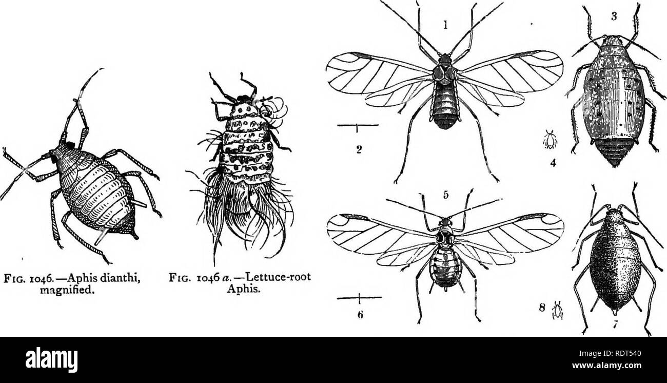 . My garden, its plan and culture together with a general description of its geology, botany, and natural history. Gardening. HEMIPTERA. 475 size). I have also figured from Curtis the A. floris rap(B (fig. 1047 : No. I the winged insect, No. 3 the larva, No. 4 natural size). The. Fig. 1046.—Aphis dianthi, magnified. Fig. 1047.—a. rapae and A. floris rapae (Curtis). vastator attacks a large number of plants, and is one of the most destructive pests which can annoy the gardener. It lives upon the under side of the leaves, and I have counted a hundred insects on a leaflet of the potato plant (fig Stock Photo