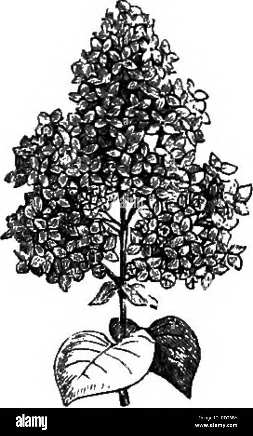 . My garden, its plan and culture together with a general description of its geology, botany, and natural history. Gardening. 438 A/y GARDEN.. The holly, box, and yew are trees which may be made to assume a shrubby character, and which are also well adapted for screens. The Black Nut {Corylus Avellana purpurea) is likewise a highly ornamental tree, from its dark purple foliage, and it partakes of the character of a shrub when young. One of the loveliest amongst flowering shrubs, which we profusely grow, is the Lilac, of which there are two species {Syringa vulgaris, fig. 969, and 5. persica) a Stock Photo