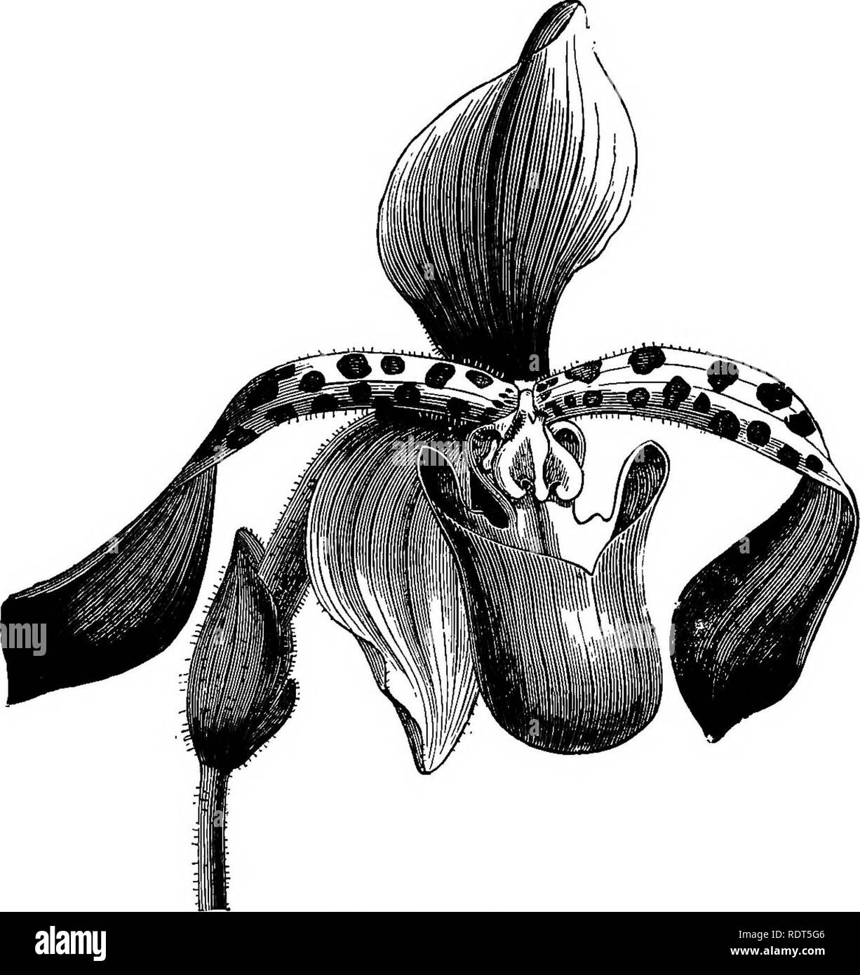 . The orchid-grower's manual, containing descriptions of the best species and varieties of orchidaceous plants in cultivation ... Orchids. 278 okchid-geowek's manual. C. LUCIENIANUM, Hort. Belg.—This new hybrid is said to be the result of a cross of C. villosum and C. oenanthwm. There appears to be some doubt as to the parentage being as stated; it is, however, according to the plate in the Lindenia, a showy thing. The petals and lip resemble those of C. villosvmi, but the dorsal sepal is quite distinct, nearly round, heavily blotched with blackish- purple, green at the base, broadly margined  Stock Photo