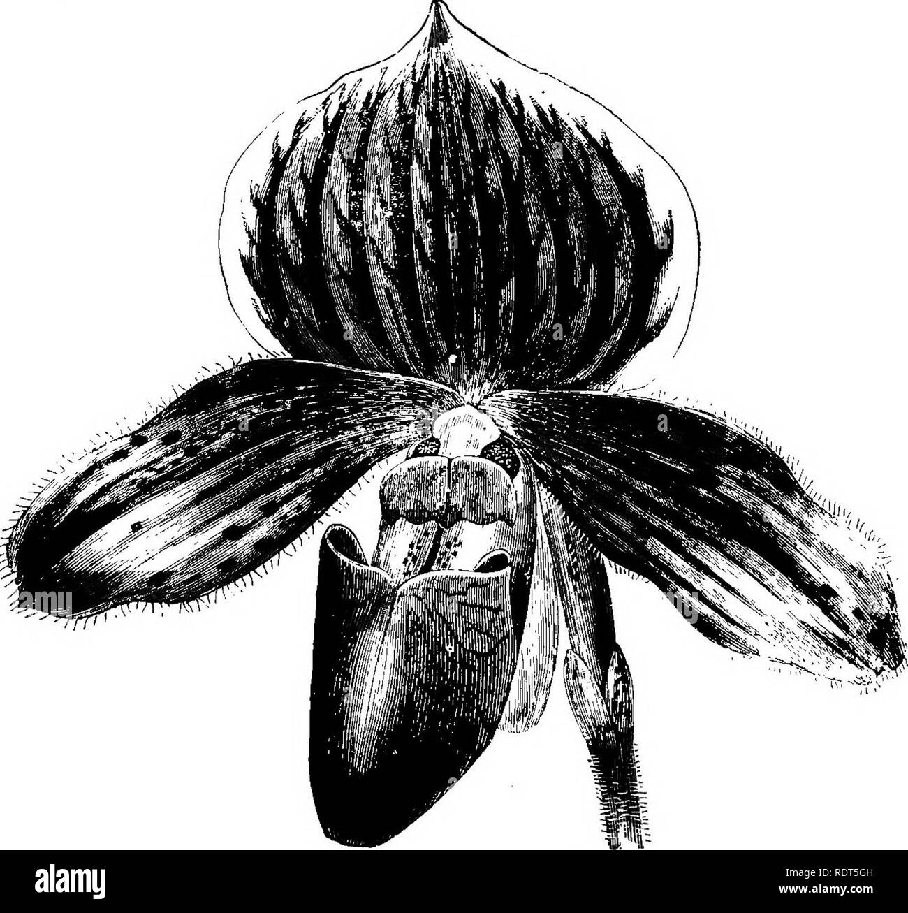 . The orchid-grower's manual, containing descriptions of the best species and varieties of orchidaceous plants in cultivation ... Orchids. 274: ORCHID-G&amp;OWEK S MANUAL. ciliate; pouch IJ inch in length and nearly 1 inch broad, maroon-purple in front veined longitudinally by a deeper shade. Staminode very large, ^ inch wide and f inch deep, of an intense deep purple-maroon.—Garden hyhrid. ¥m.—Jburn. of Hort., 1892, xxiv. p. 293, f. 50 ; Gavd. Cliron., 3rd ser., 1892, xi. p. 560, f. 82 ; Orchid Allmm,ii. t.. CYPEIPEDIUM LAWHEBEL. (From tla.a Journal of Ilortieulturc.') C. LAWRENCEANUM, Uchh. Stock Photo