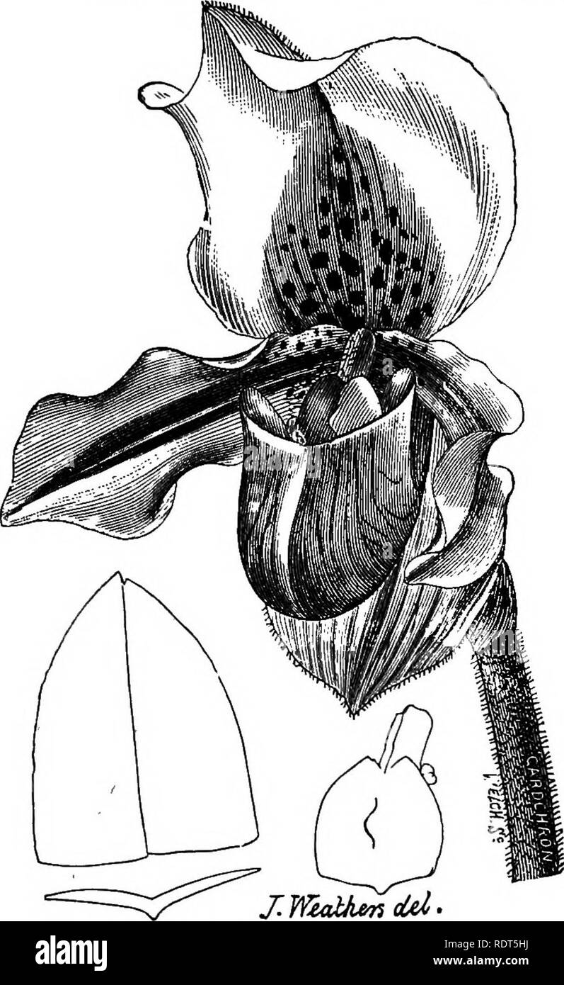 . The orchid-grower's manual, containing descriptions of the best species and varieties of orchidaceous plants in cultivation ... Orchids. CYPRIPEDIUM. 257 staminode amber, with light hieroglyphic markings, green in the centre; foliage^ fine, ground colour clear green, much mottled with dark blackish- green &quot; (F. Desbois, in Ocirdeners' Chronicle, 3rd ser., 1893, xiii. p. 195). C. EURYALE, Veitch.âA cross between C. Lawrenceanum and C. superbiens. &quot; Leaves handsomely tessellated, upper sepal white with a faint flush of pale purple towards the lateral margins, veins green ; lower sepa Stock Photo