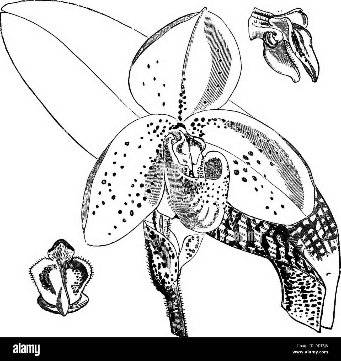 . The orchid-grower's manual, containing descriptions of the best species and varieties of orchidaceous plants in cultivation ... Orchids. CYPRIPEDIUM. 247 C. CONCOLOR STRIATUM, O'JSWew—This variety difiers in having narrower petals than the type, but especially in both sepals and petals having a purple median line, with three or four smaller lines on each side. C. CONCOLOR SULPHURINUM, Ec7i&amp;./.—&quot; This is stated to be green- leaved. It is a lovely elegant variety, with light sulphur-coloured flowers, without the least trace of a spot; there are only two darker yellow eyes on the disk  Stock Photo
