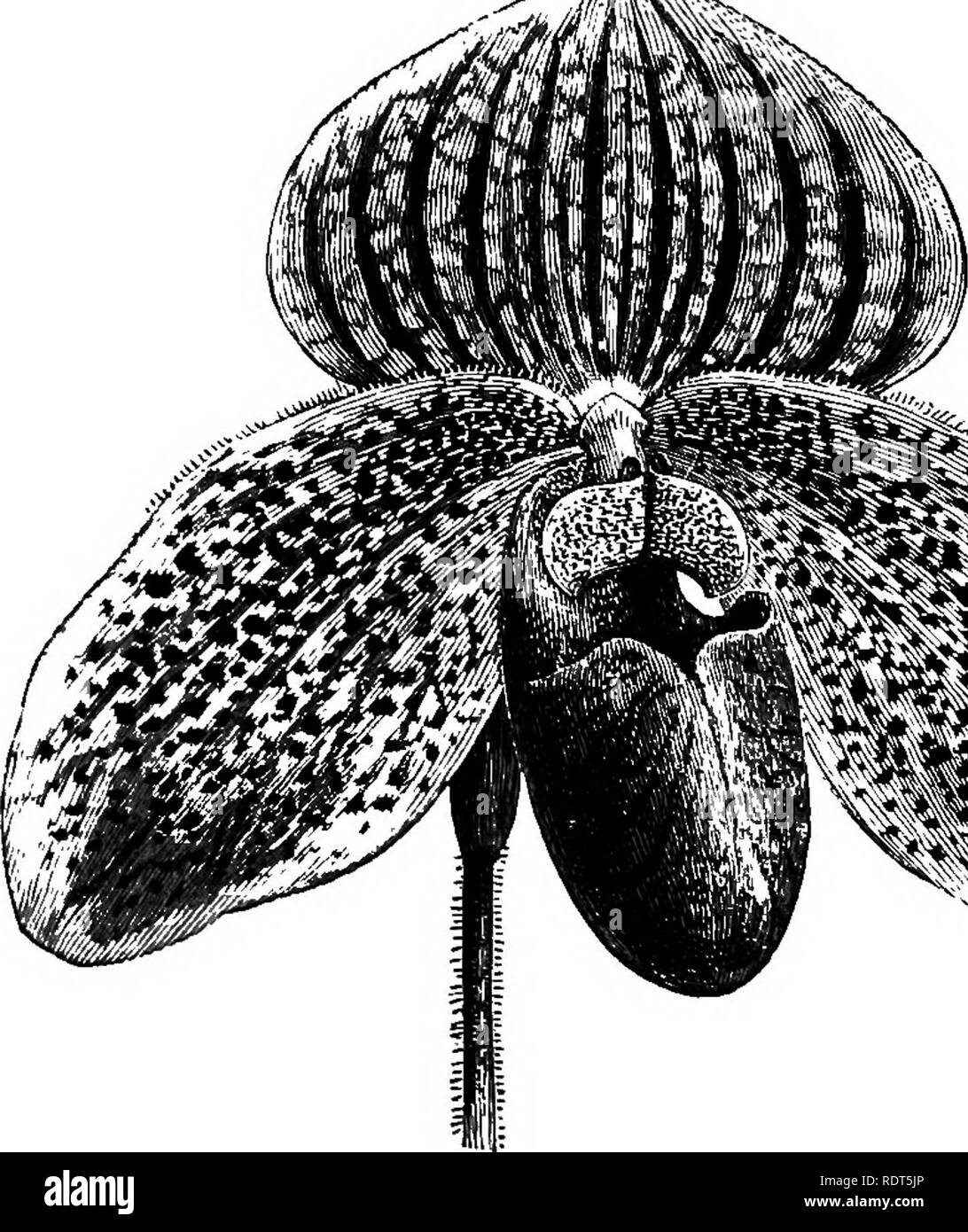 . The orchid-grower's manual, containing descriptions of the best species and varieties of orchidaceous plants in cultivation ... Orchids. CYPRIPEDIUM. 243 C. &quot;CHARLES CANHAM,&quot; Rolfe.— A cross between C. villosum and G. mperhiena, with large flowers and short scapes; dorsal sepal whitish, darkish purple towards the centre, striped longitudinally with purple at the base, and with greenish towards the apex ; petals ciliate, deep purple towards the centre, passing into yellowish-brown, furnished with several purple spots; lip brownish- purple.—Garden hybrid. Syx.—C. Canhami. C. &quot;CH Stock Photo