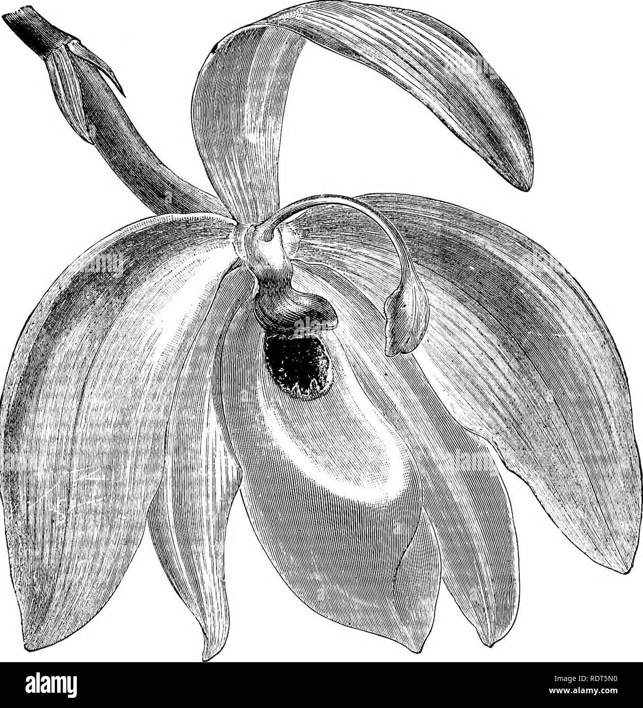 . The orchid-grower's manual, containing descriptions of the best species and varieties of orchidaceous plants in cultivation ... Orchids. 216 OECHID-GROWER S MAXUAL. with two large rounded wings, and the front or epichil cordate ovate and jointed on to the hypochil. The column is very long, slender, and arched, enlarged and hooded at the apex.—Costa Bica, Nevj Grenada. ¥lG.—Bot. Mag., t. 4479. Syn.—PoJycycnix harhnta. C. CHLOROCHILON, Khtzsch.—A very interesting species, conamonly called the Swan Orchid, with the usual fleshy stems and ribbed leaves, the. CYCNOCHES CHLOKOCHILOX. (From the O'a Stock Photo