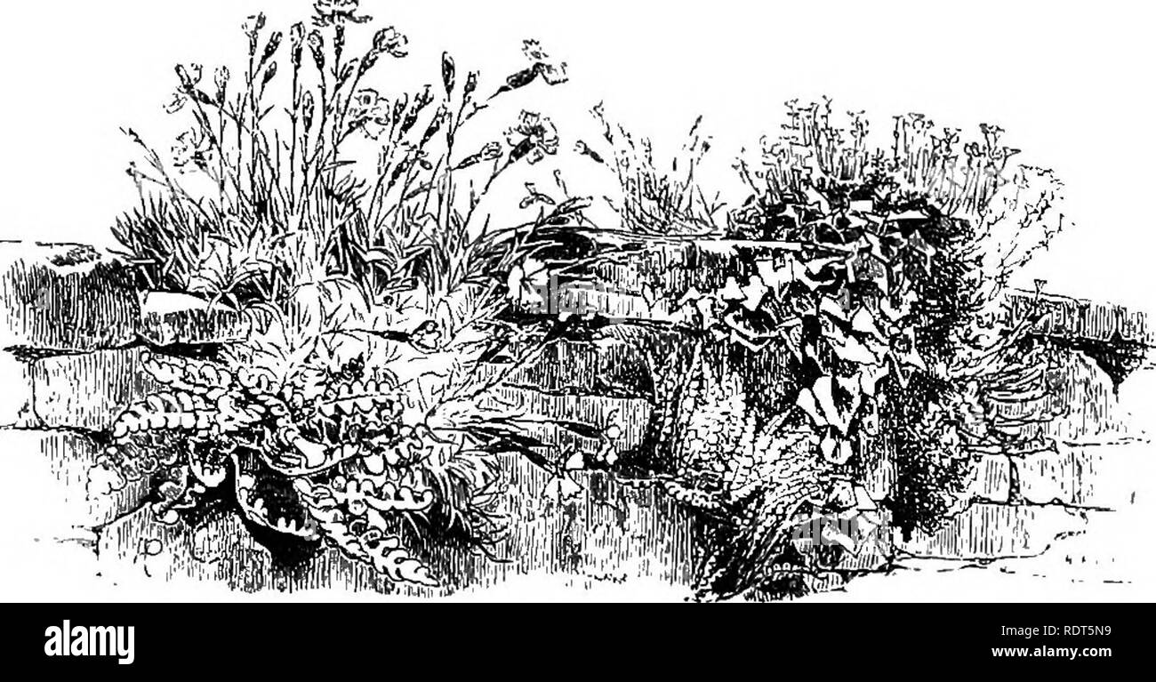 . The wild garden, or the naturalization and natural grouping of hardy exotic plants with a chapter on the garden of British wild flowers. Gardens; Wild flowers. ]/^tld Gardening on Walls and Rocks 115 like the Cheddar^ Pink, established on the walls at Oxford, many Stonecrops, Houseleeks, the Purple Rock Cress^arulArabia^ In the gardens at Great Tew, in Oxfordshire, the charming Balearic Sandwort, which usually roots over the moist surface of stones, planted itself high up on a wall in a small recess, where half a brick had been displaced. It is suggestive, as so many things are, of the many  Stock Photo