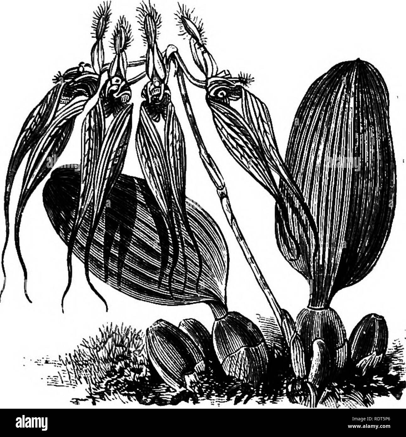 . The orchid-grower's manual, containing descriptions of the best species and varieties of orchidaceous plants in cultivation ... Orchids. CIRRHOPETALUM. 197 C. AMESIANUM, Rolfe.—A charming species, dedicated to the late Hon.P.L. Ames, of North Easton, Mass., U.S.A., a distinguished and enthusiastic lover of Orchids. The nodding spikes carry umbels of from 6 to 10 flowers each. The lateral sepals, which are united, are of a bright purple rose, with the base and sides creamy white. Dorsal sepals and petals rich yellow, and adorned with a red-brown fringe ; lip, red brown.—Malay Archipelago. Fig Stock Photo