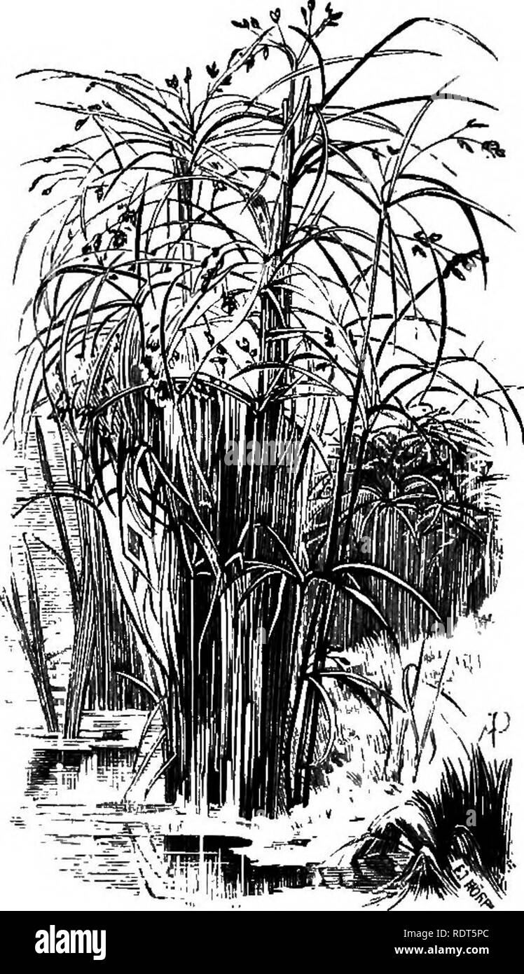 . The wild garden, or the naturalization and natural grouping of hardy exotic plants with a chapter on the garden of British wild flowers. Gardens; Wild flowers. io6 The Wild Garden planting, and thus is a true wild-garden plant. The Cat's-tail (Typha) must not be forgotten: the narrow-leaved one (T. angustifolia) is more graceful than the common one (T. latifolia). Carex pendula is excellent for the margins of water, its elegant drooping spikes being quite distinct in their way. It is common in England, more so than Carex pseudocyperus, which grows well in a foot or two of water or on the mar Stock Photo