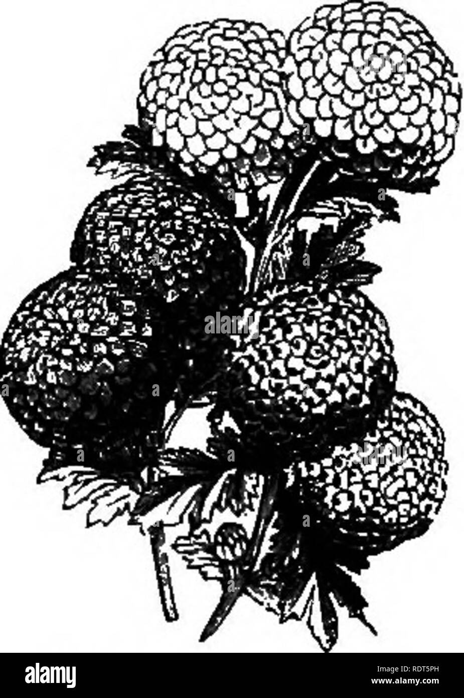 . My garden, its plan and culture together with a general description of its geology, botany, and natural history. Gardening. Fig. 455-—Japanese Chrysanthemum.. Fig. 456.—Pompones. the valuable property of keeping in blossom a long time after they have been cut, which is useful in the dark- months of November and December, when flowers are scarce and precious. The colour of the larger flowers varies from the brightest yellow and various shades of red, to the purest white. During the last two or three years the Japan varieties (fig. 455), with loose petals, have come into cultivation. The small Stock Photo