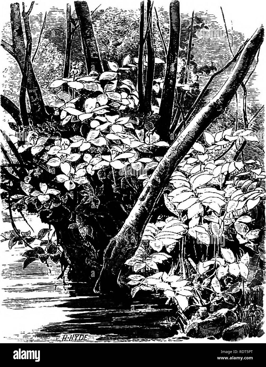 . The wild garden, or the naturalization and natural grouping of hardy exotic plants with a chapter on the garden of British wild flowers. Gardens; Wild flowers. CHAPTER X. THE BROOK-SIDE, WATER AND BOG GARDENS. In the water, at least, plants do not trou- ble us for attention. If we take the trouble to establish them the rest is easy, and there- fore those living near lake or stream may find much interest in adorning them with beautiful flower life of our own and other lands. The richness of our own. SOLOMON'S SEAL AND HERB PARIS, in copas by streamlet.. Please note that these images are extra Stock Photo