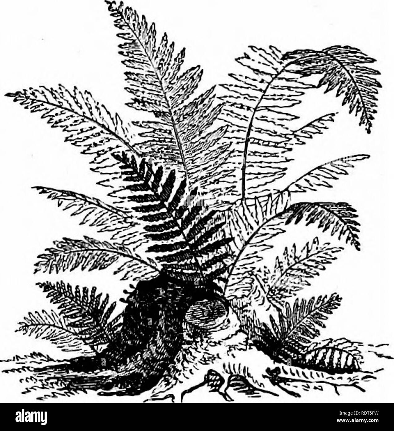 . The new practical window gardener; being practical directions for the cultivation of flowering and foliage plants in windows and glazed cases, and the arrangement of plants and flowers for the embellishment of the household. Window-gardening. 112 Hardy Ferns. Cristatum is a curious and beautiful variety, the points of the fronds and divisions being tasselled and crested much like the crested male fern. Polystichum aculeatum, or common prickly shield fern, is very like the preceding, only it has a more rigid habit; the pinnae or leaflets are smaller, of a dark shining green and of harsh rigid Stock Photo